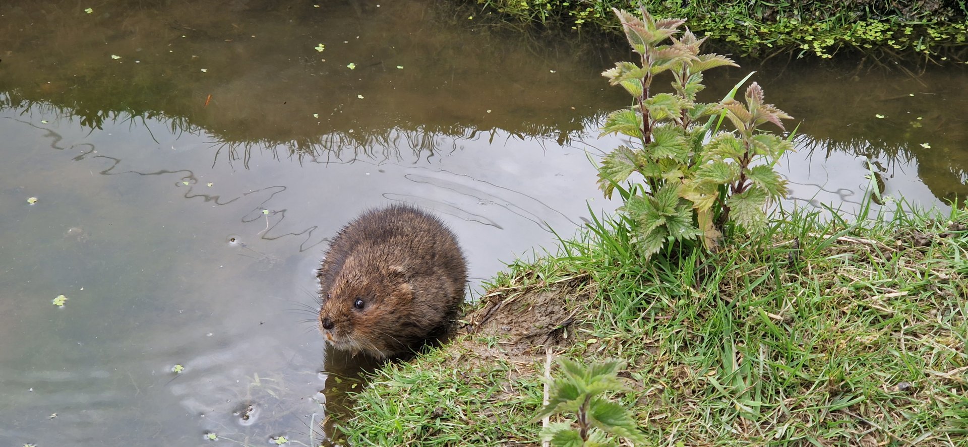 Water Vole