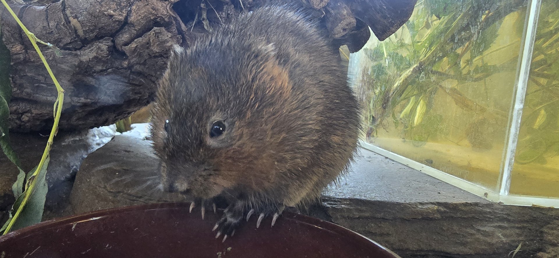 Water vole