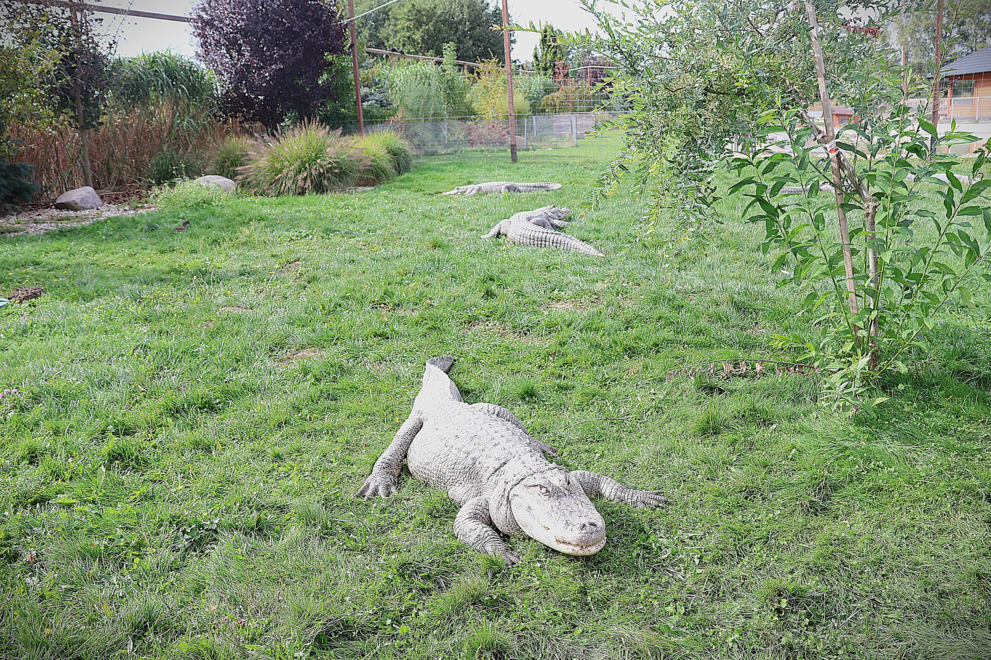 Water World - American Alligator (Alligator mississippiensis)