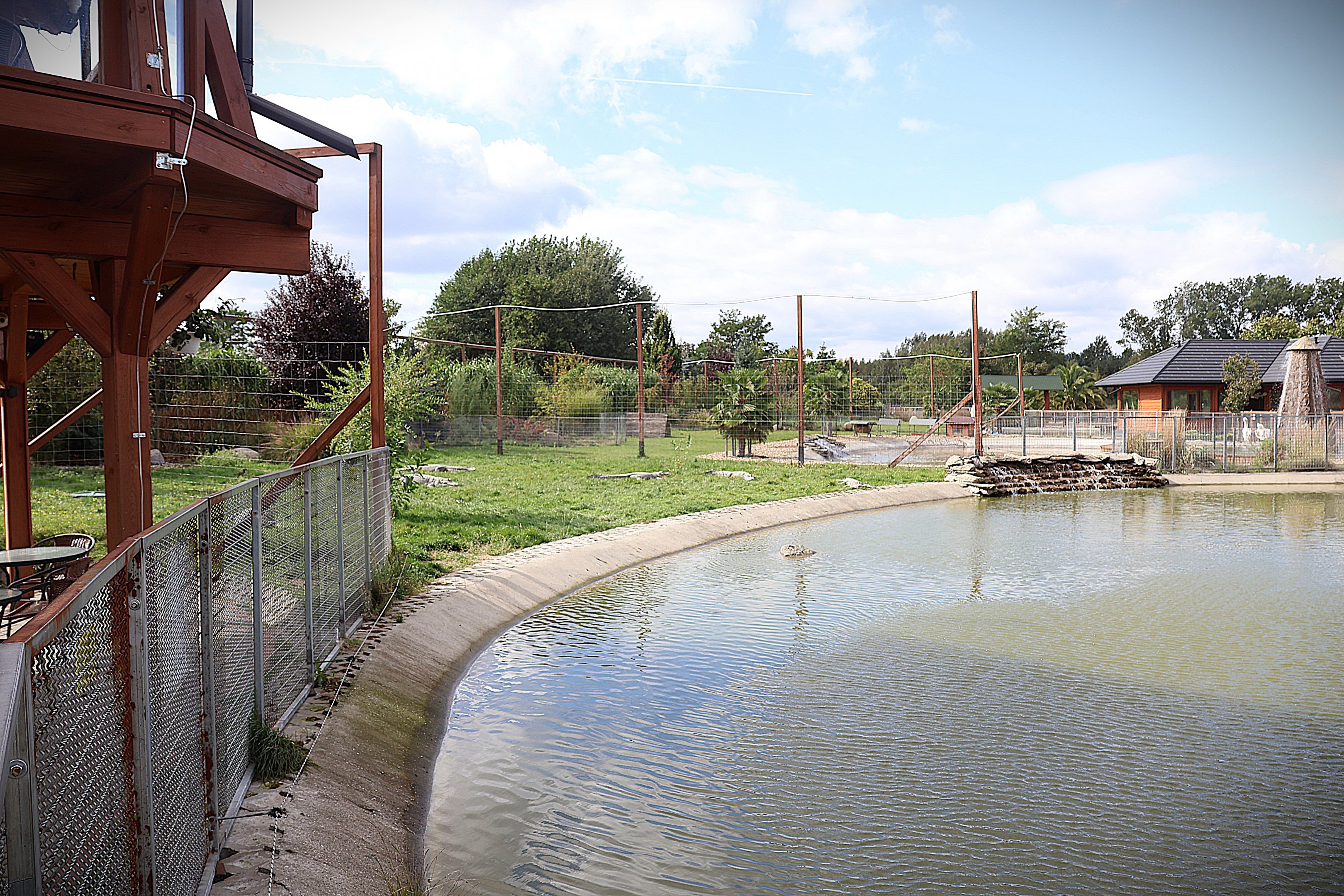 Water World - American Alligator (Alligator mississippiensis)