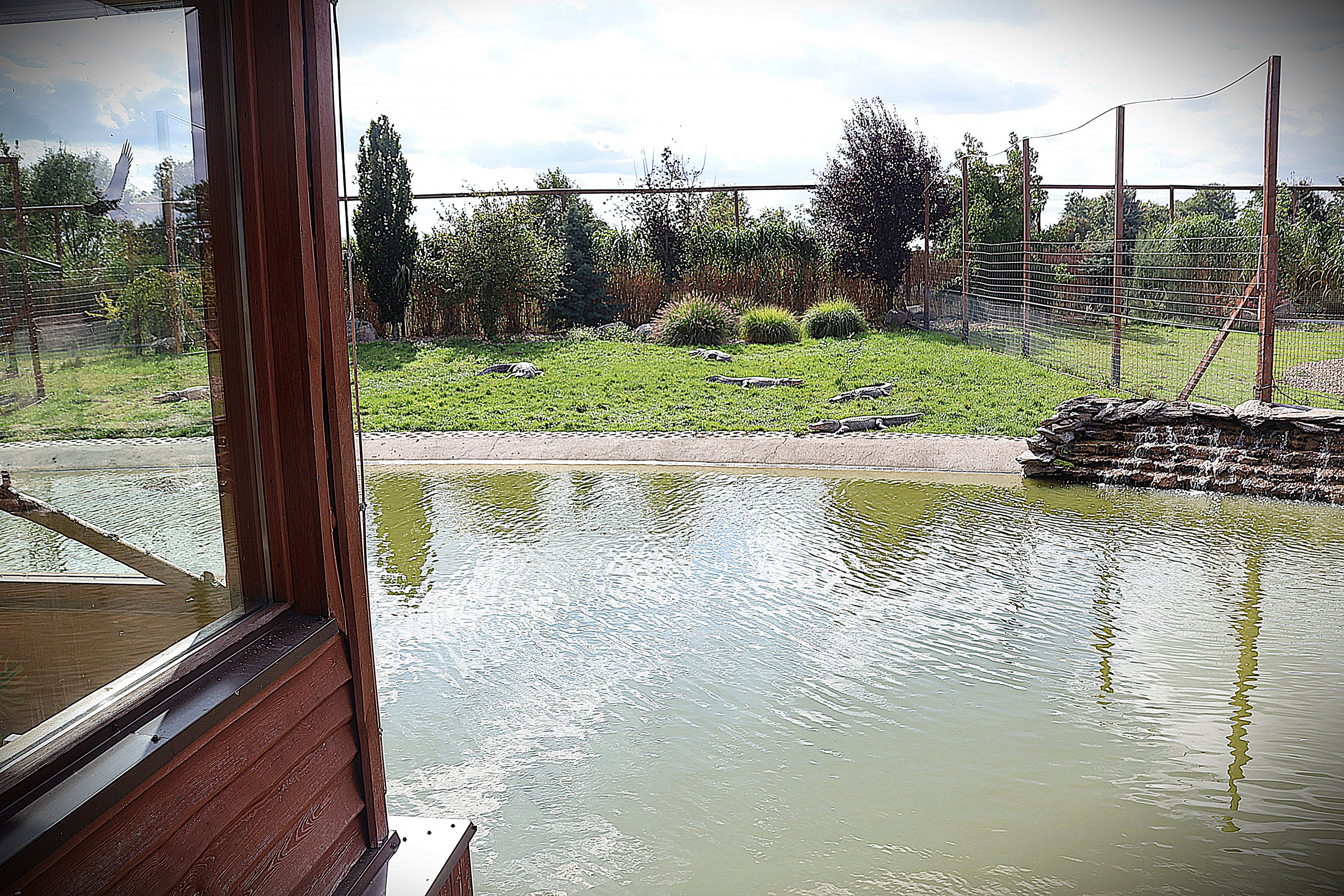 Water World - American Alligator (Alligator mississippiensis)