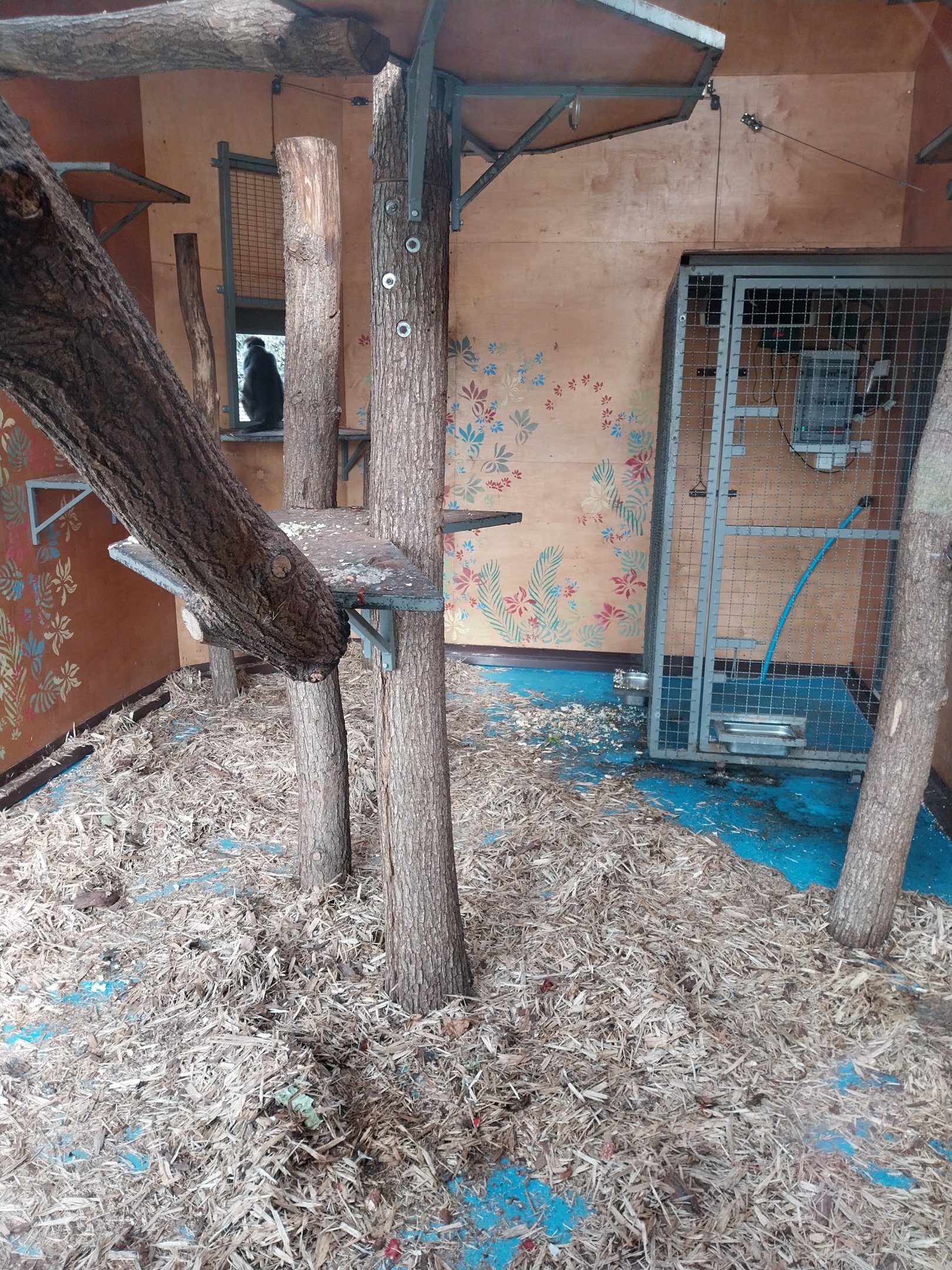 Water World - Collard mangabey (Cercocebus torquatus)