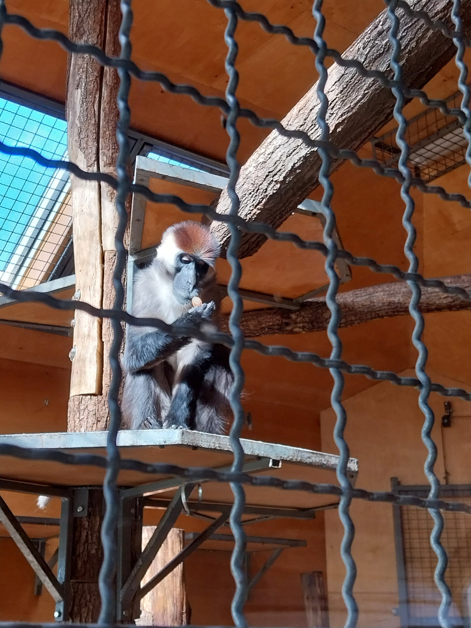 Water World - Collard mangabey (Cercocebus torquatus)