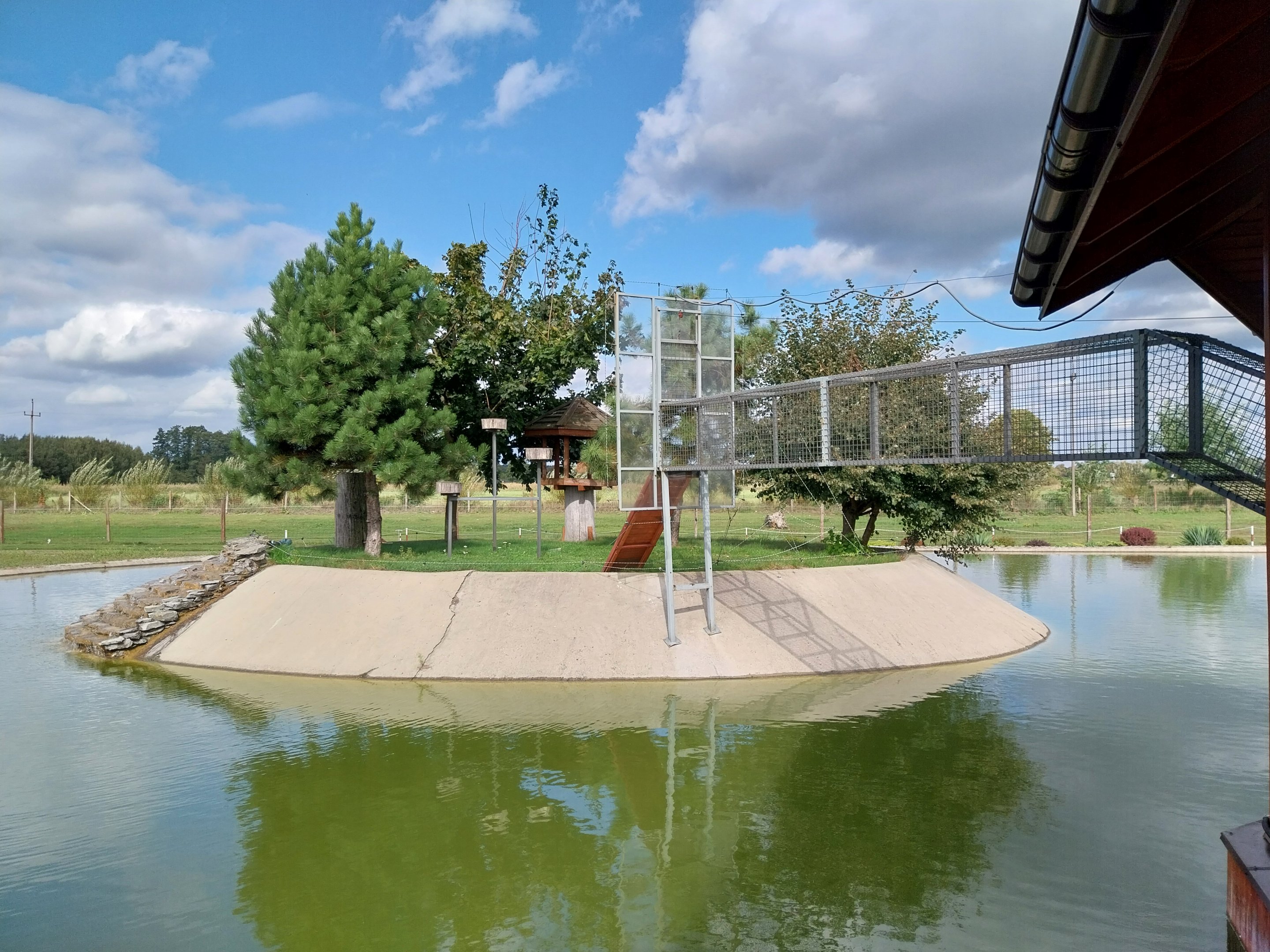 Water World - Collard mangabey (Cercocebus torquatus)