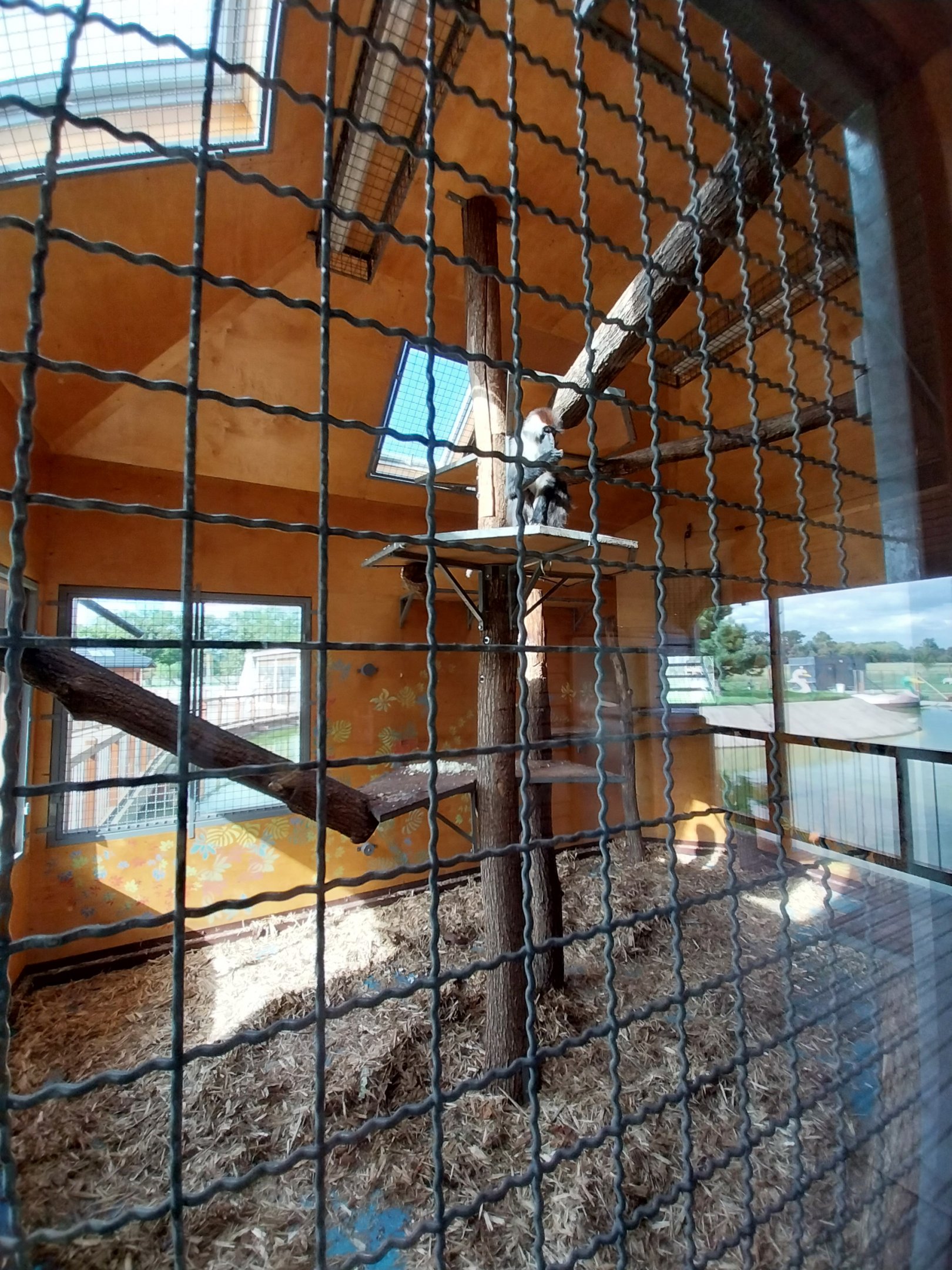 Water World - Collard mangabey (Cercocebus torquatus)