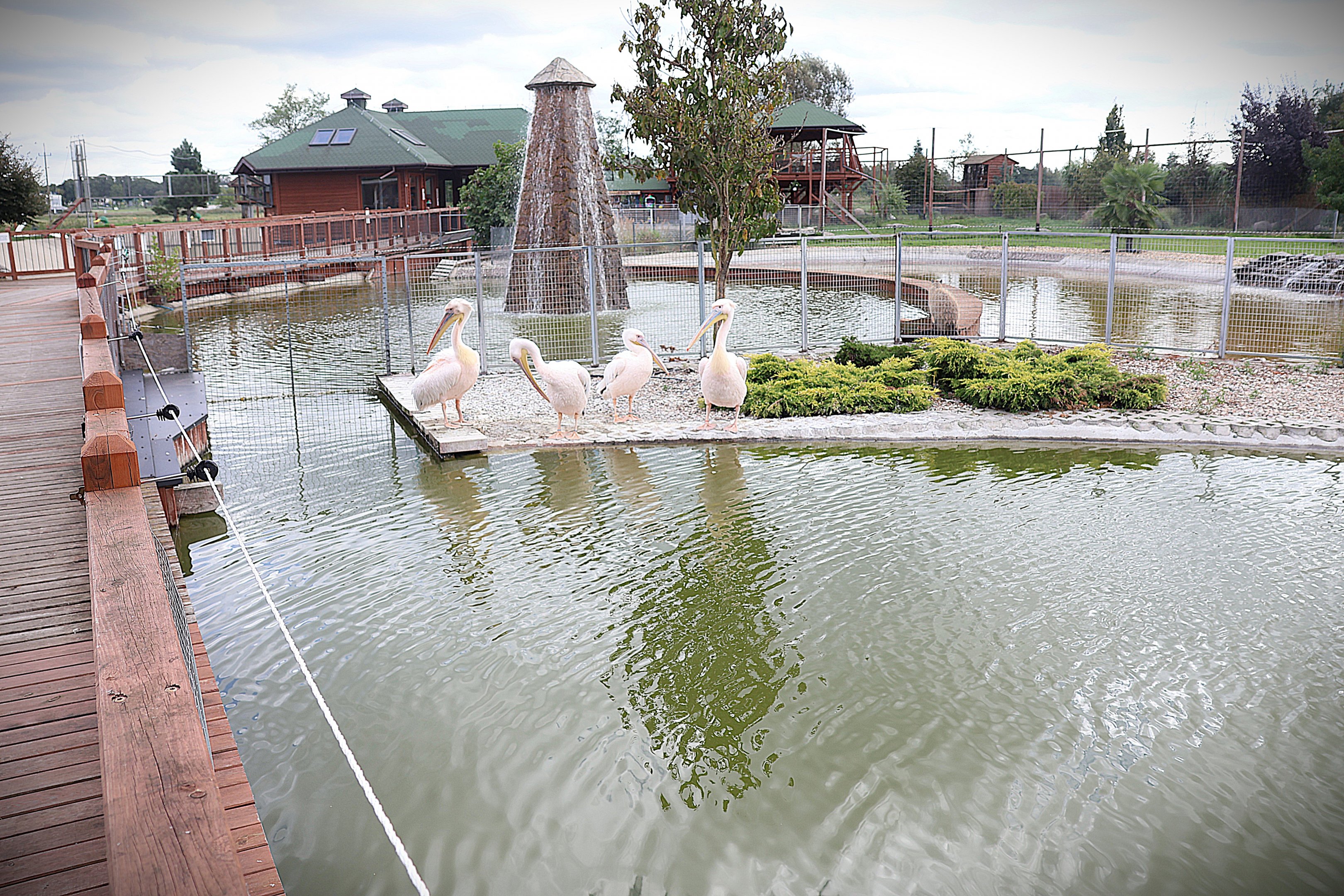 Water World - Great White Pelican (Pelecanus onocrotalus)