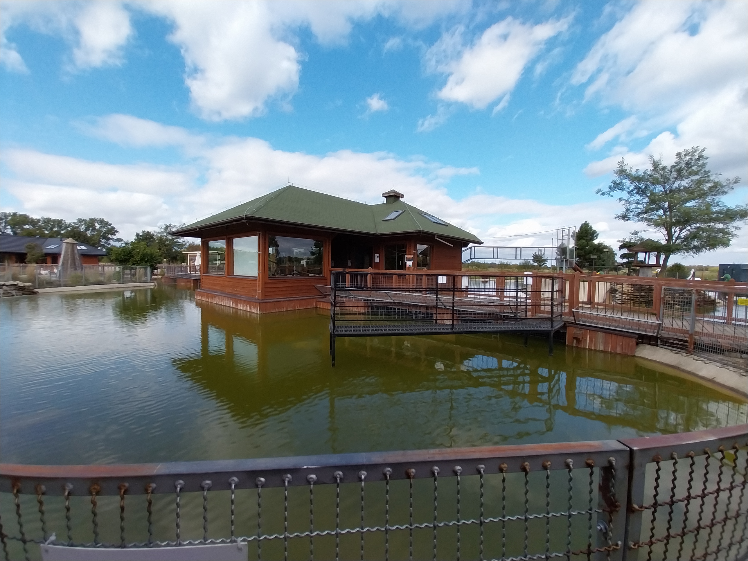 Water World - Ring-tailed lemur (Lemur catta)