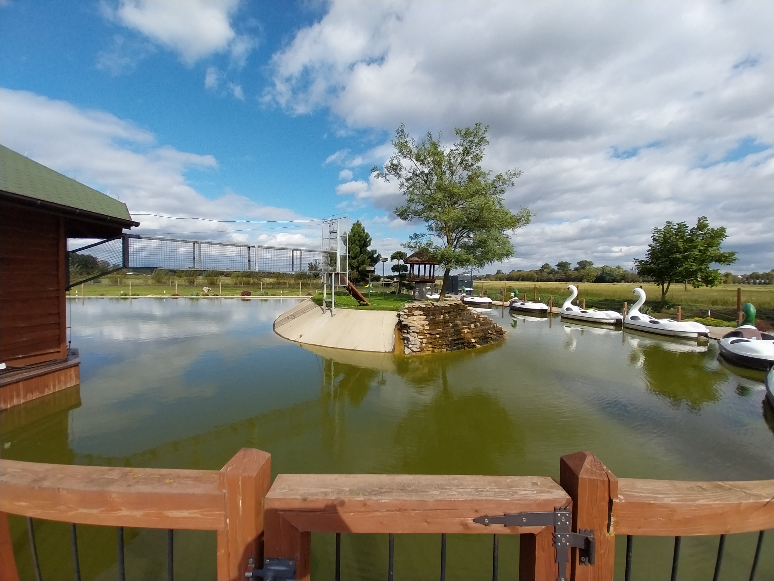 Water World - Ring-tailed lemur (Lemur catta)