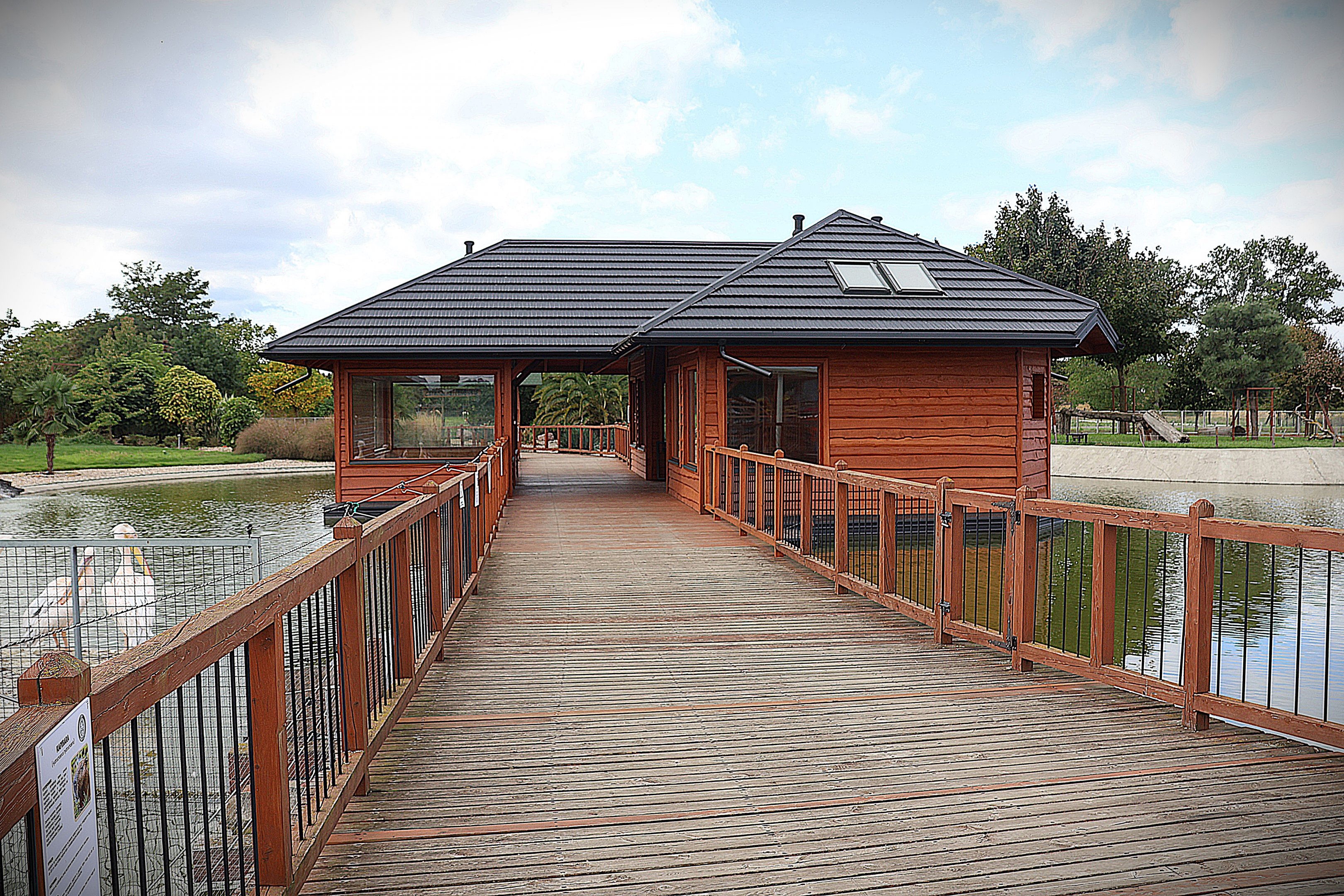 Water World - Ring-tailed lemur (Lemur catta)
