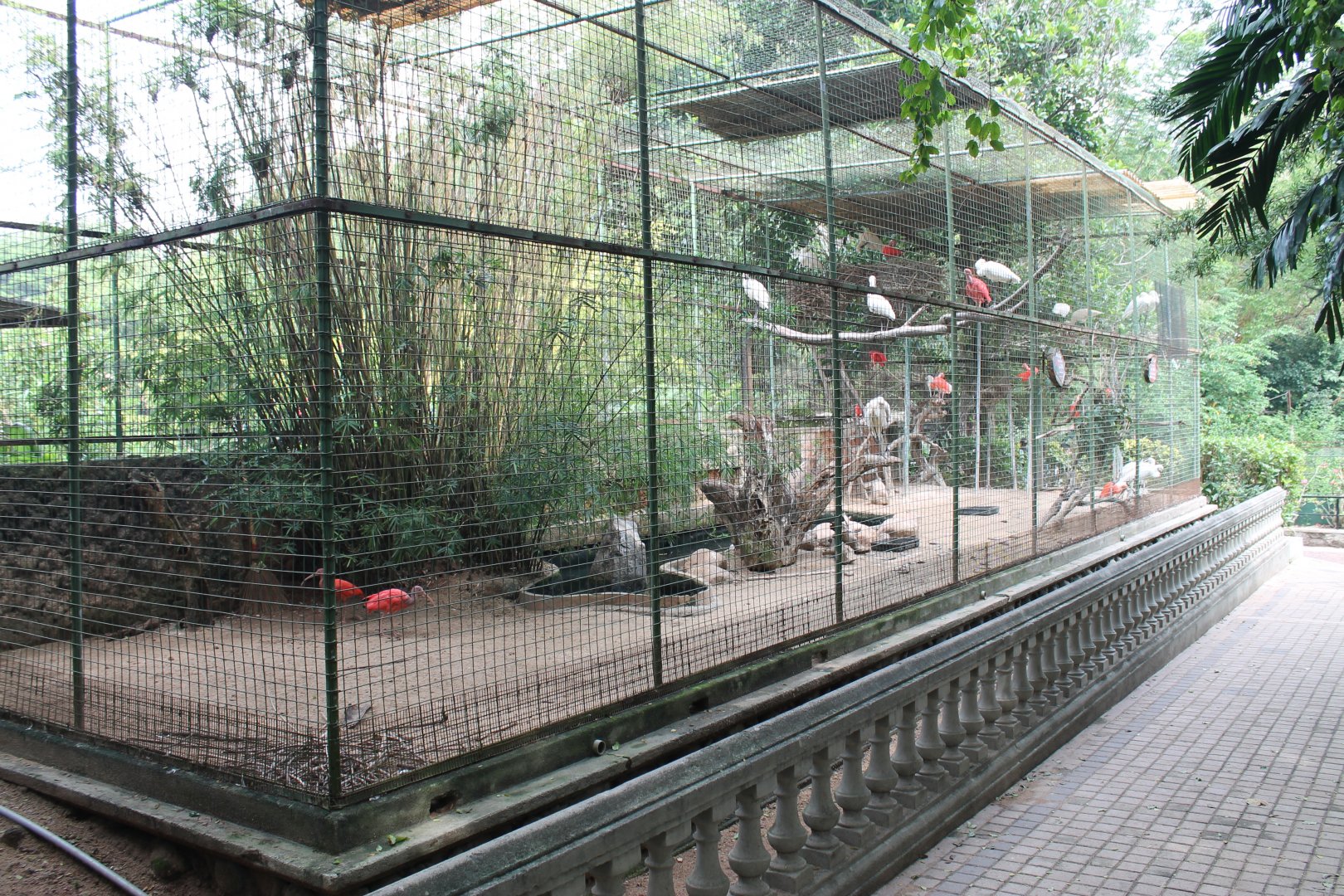 waterbird aviary (Scarlet Ibis and Eurasian Spoonbill)