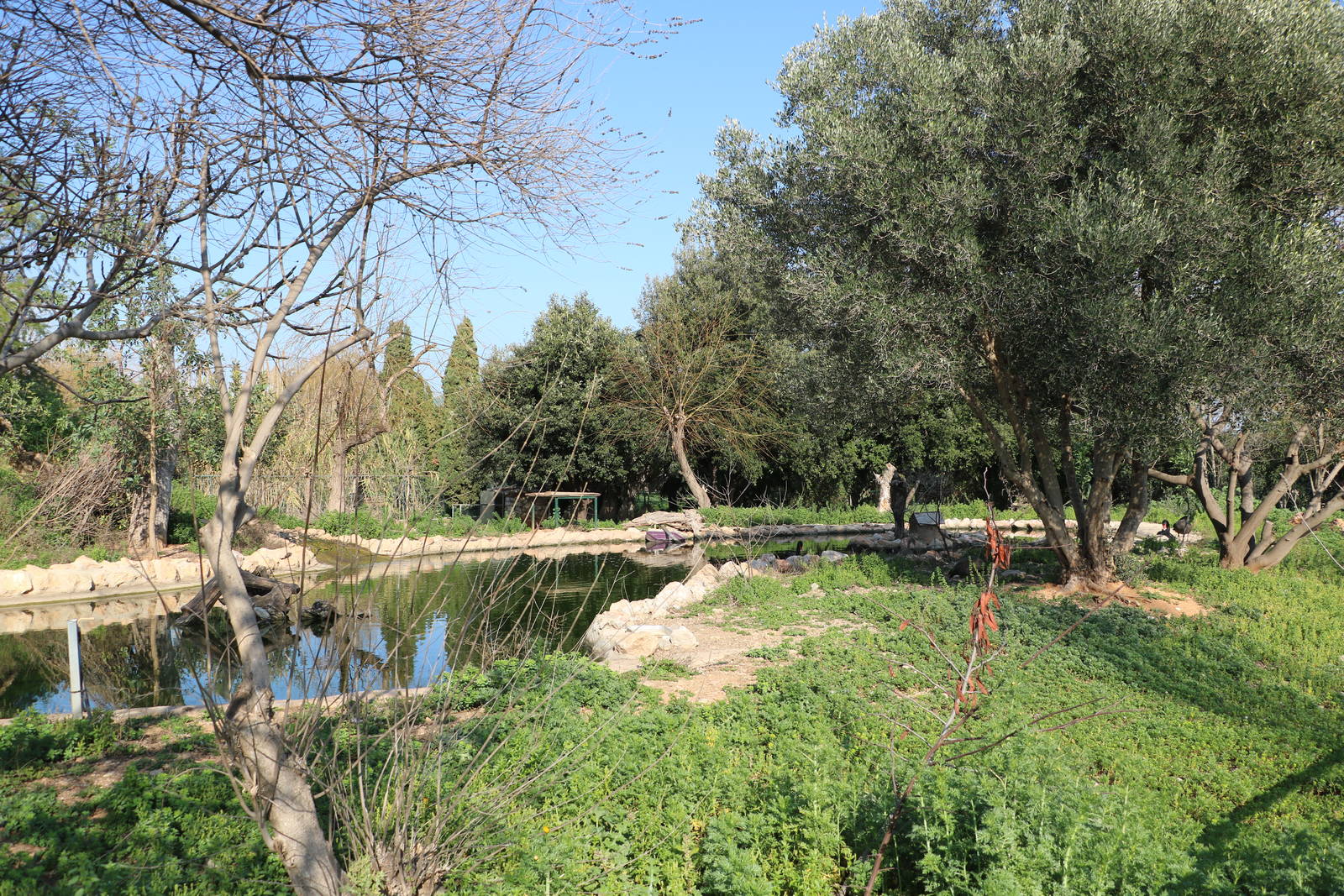 Waterbird enclosure & pool, February 2016