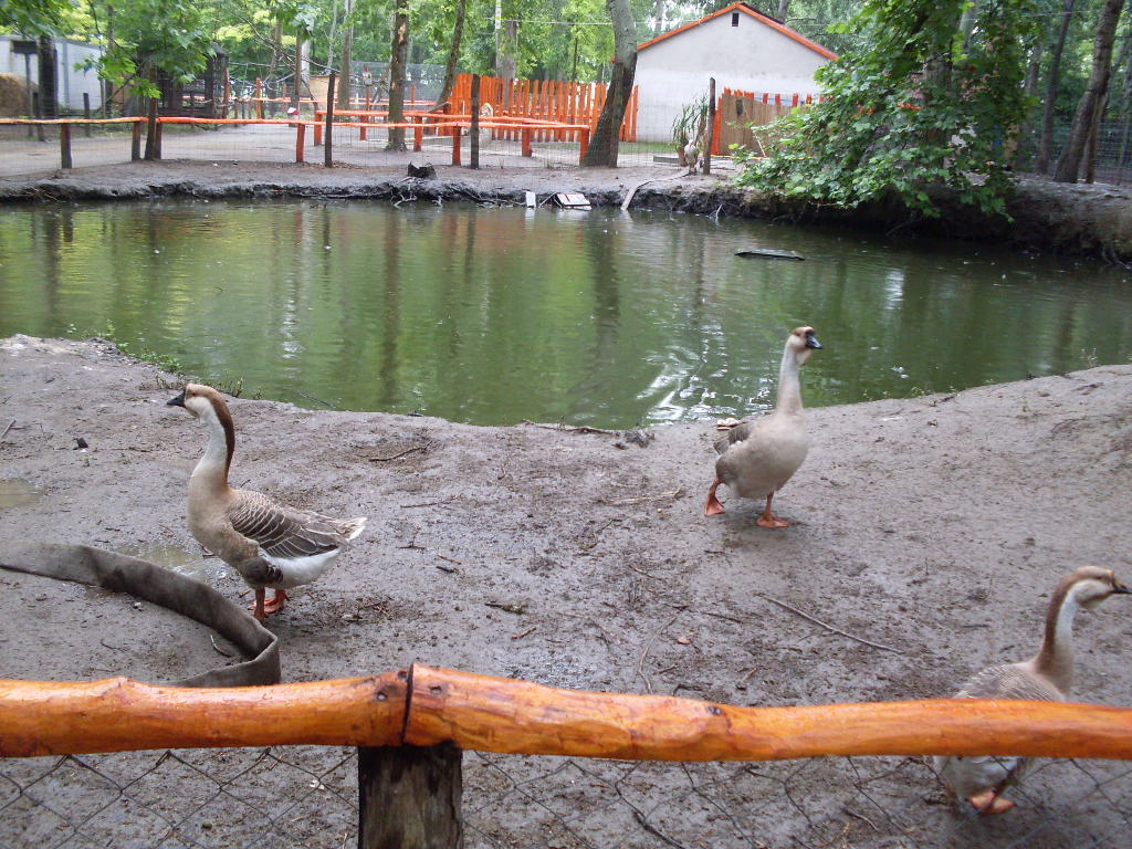 Waterbird mixed exhibit