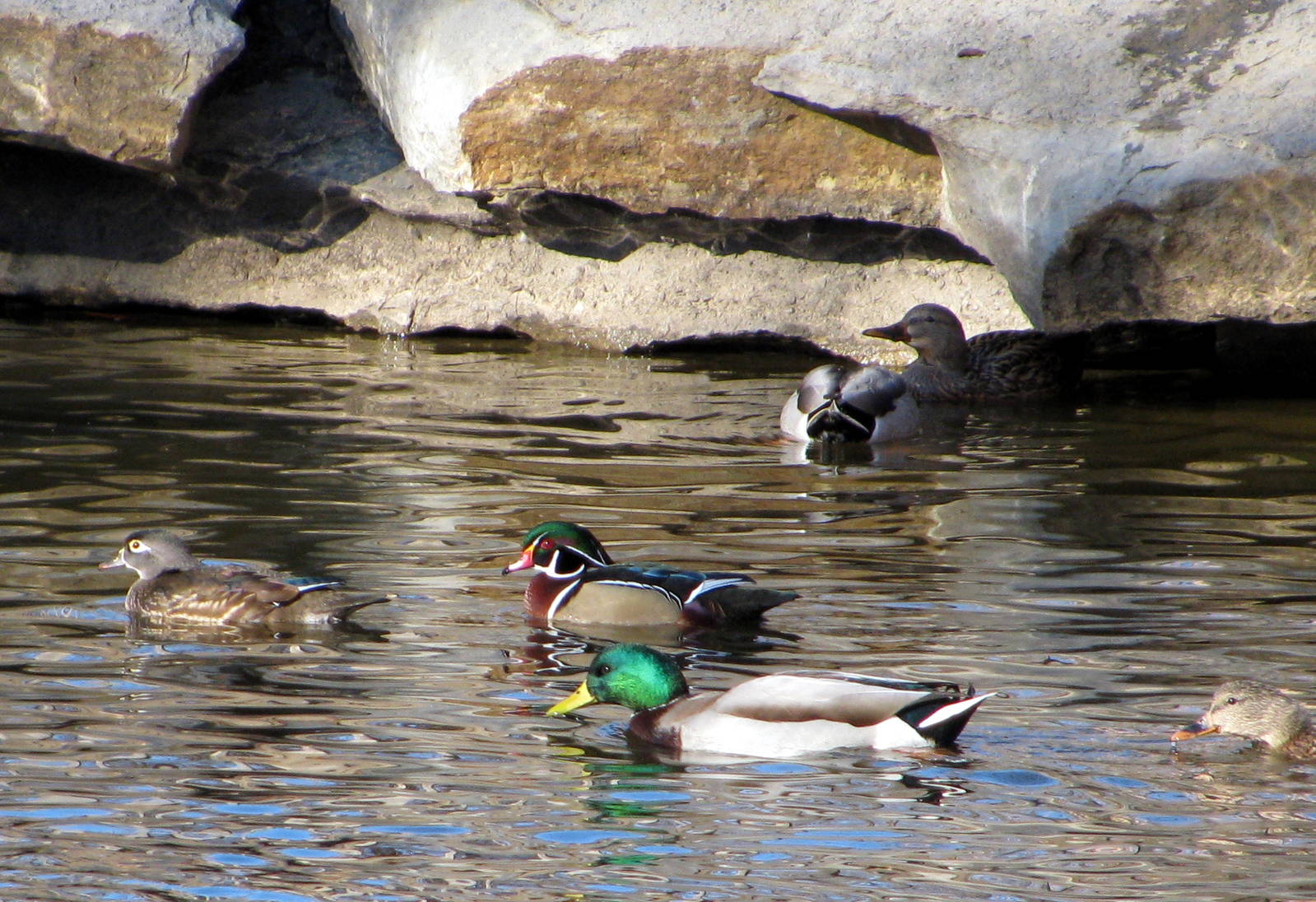 Waterbird Ponds-Wild Mallard and Wood Duck