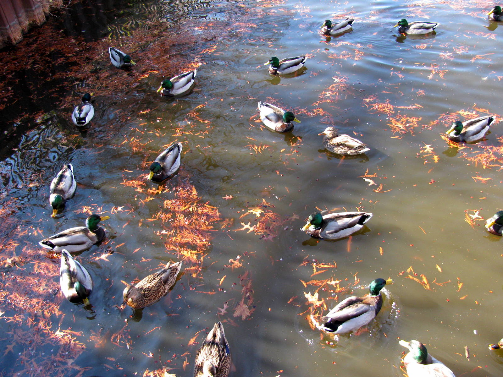 Waterbird Ponds-Wild Mallards