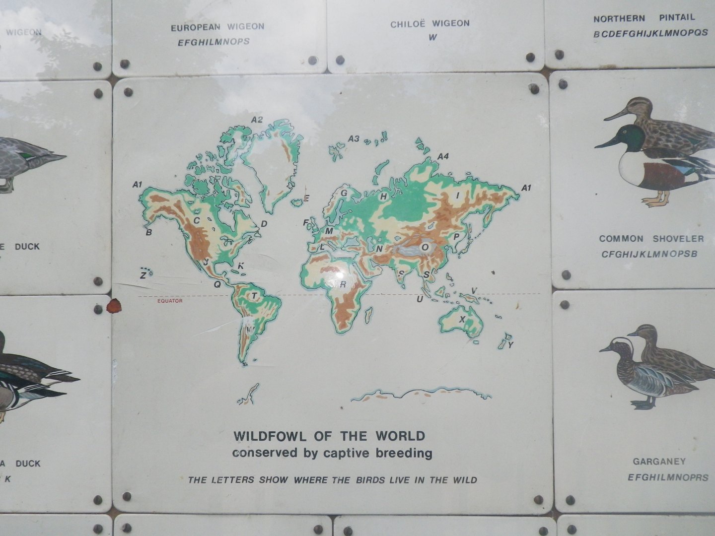 Waterbird species identification sign at Regents Park, London