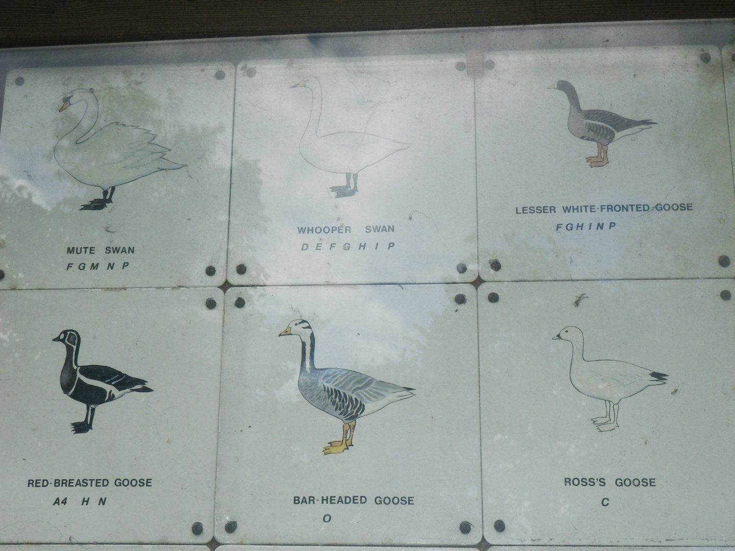 Waterbird species identification sign at Regents Park, London
