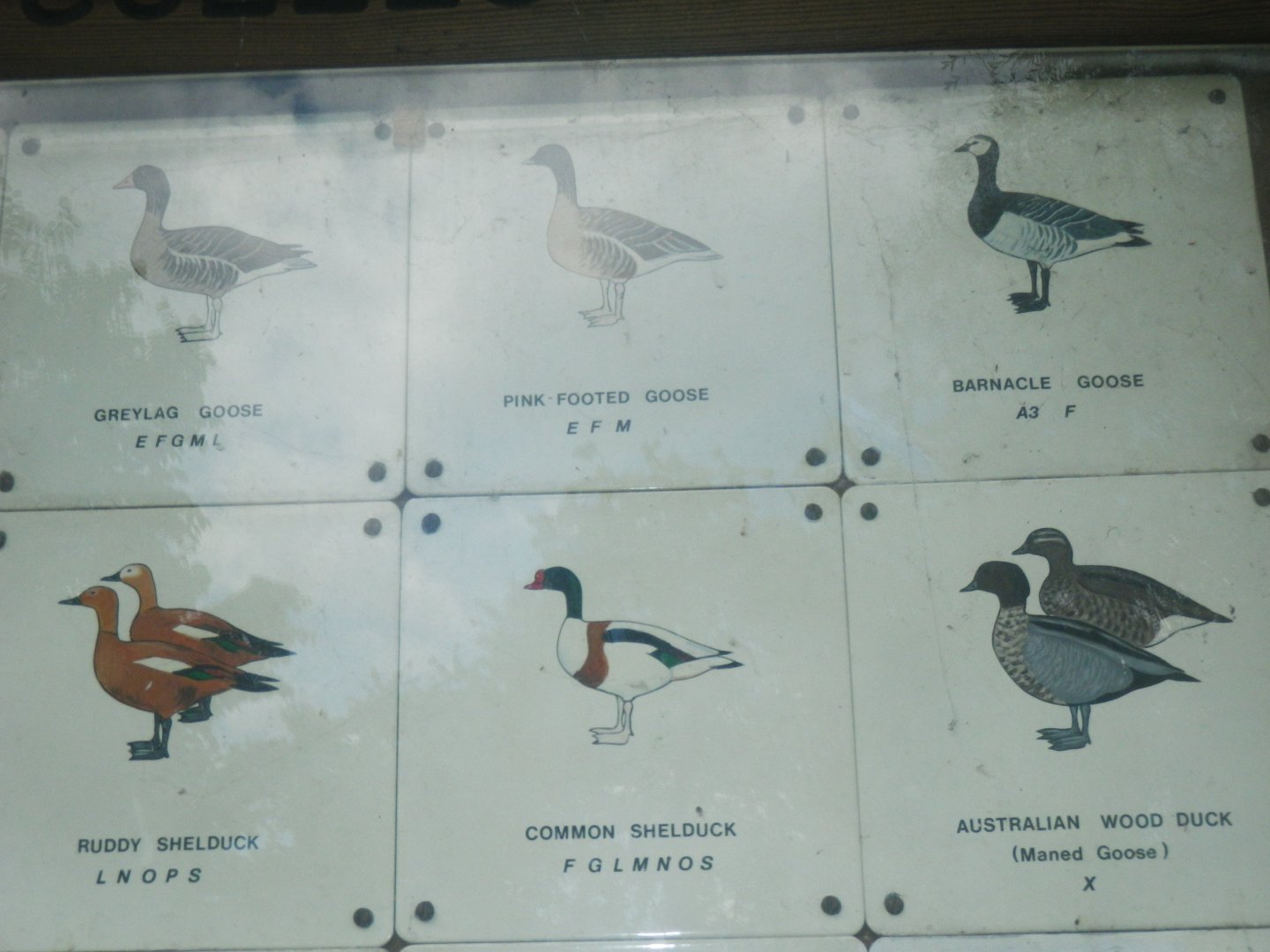 Waterbird species identification sign at Regents Park, London