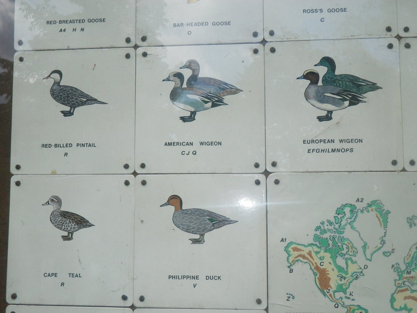 Waterbird species identification sign at Regents Park, London