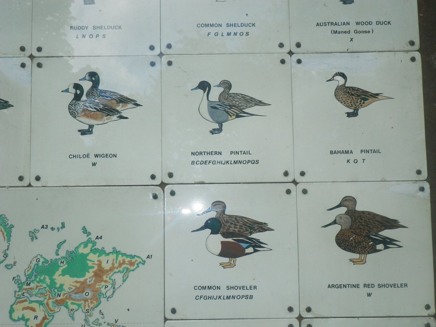 Waterbird species identification sign at Regents Park, London