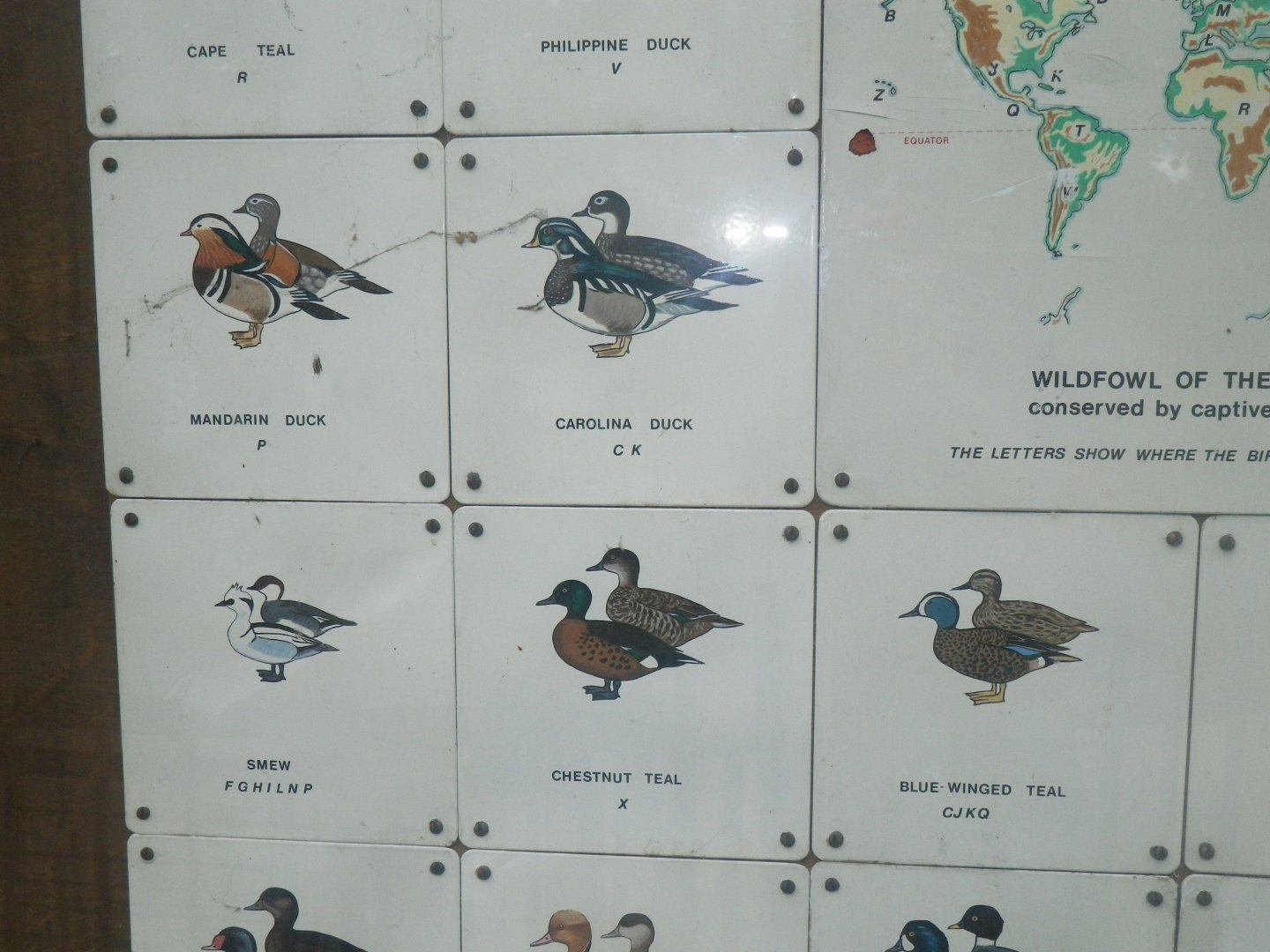 Waterbird species identification sign at Regents Park, London