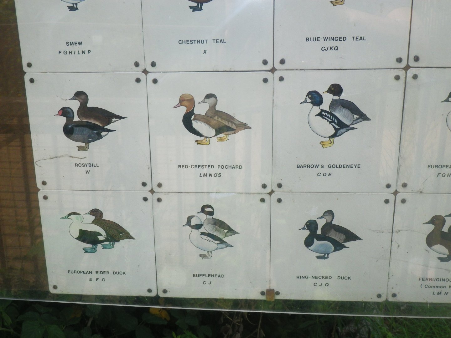 Waterbird species identification sign at Regents Park, London