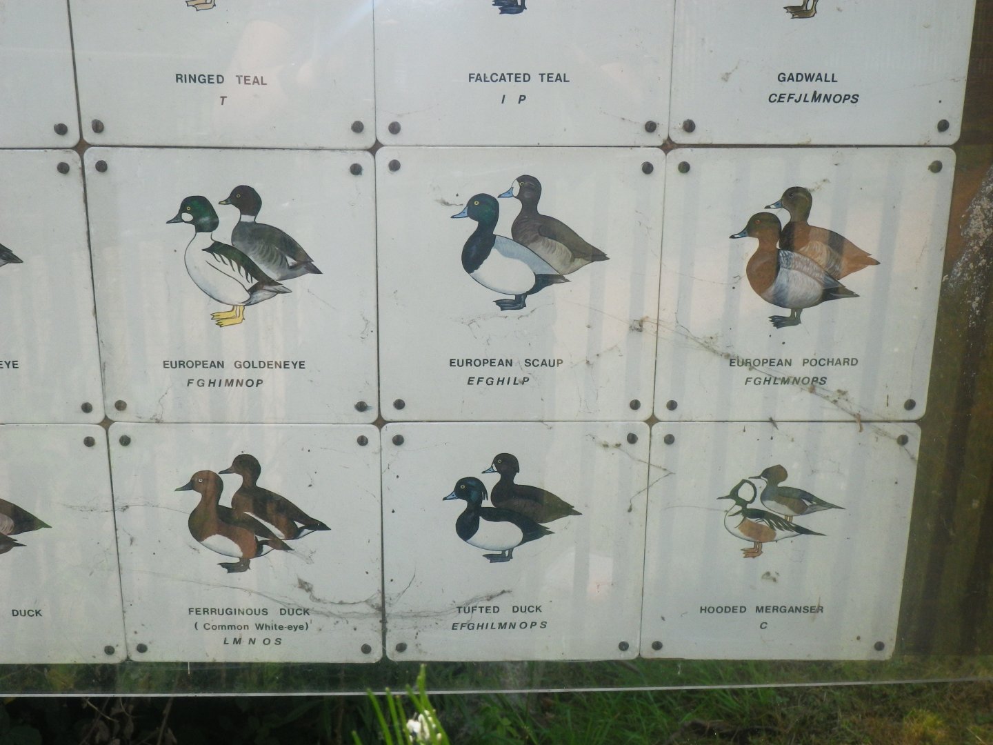 Waterbird species identification sign at Regents Park, London