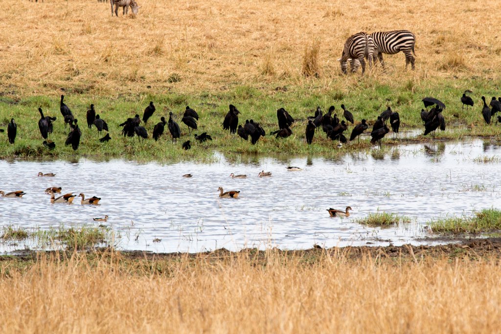Waterbirds at Silale Swamp