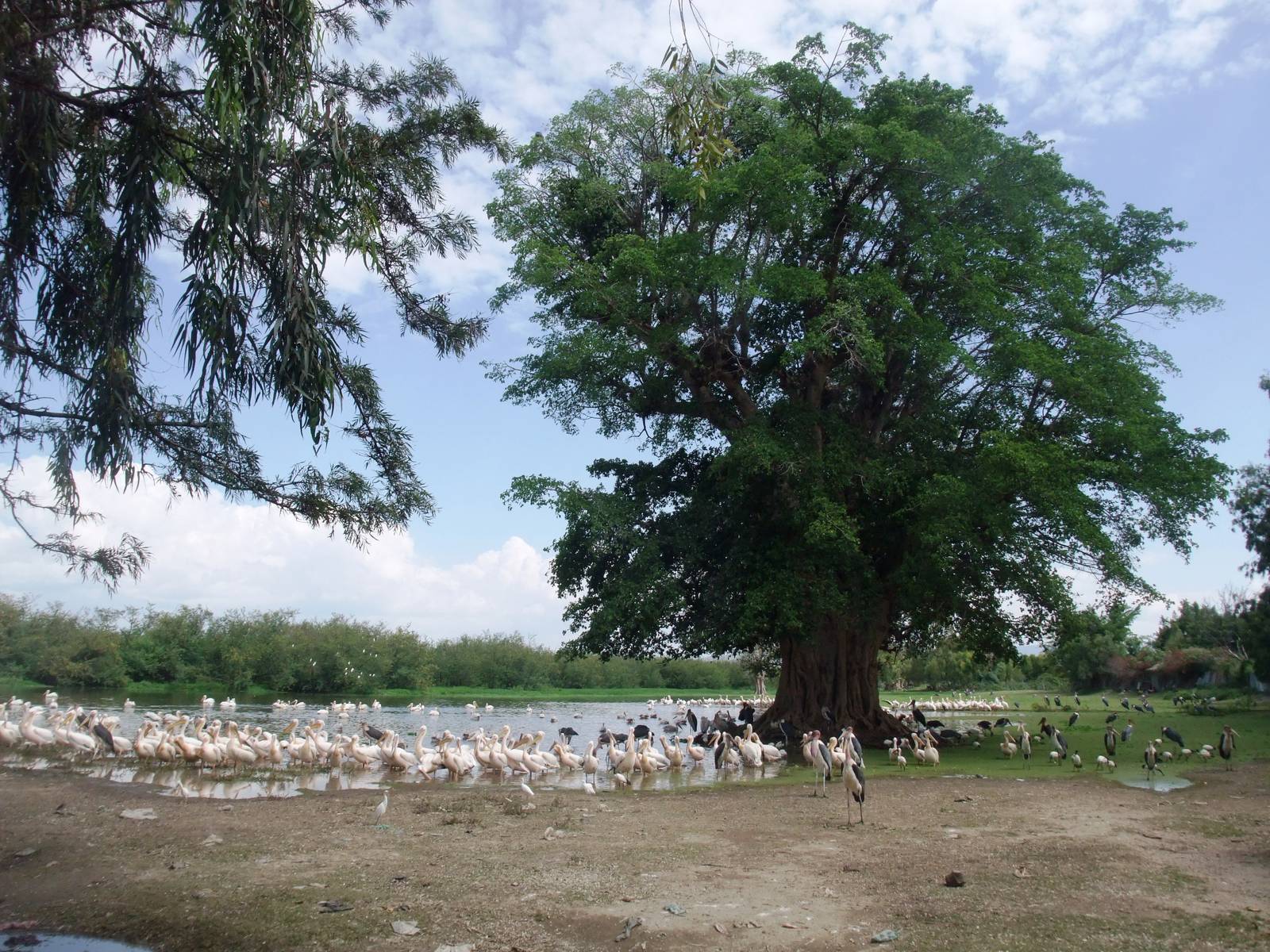 Waterbirds at the Fish Market at Ziway, 13/10/14