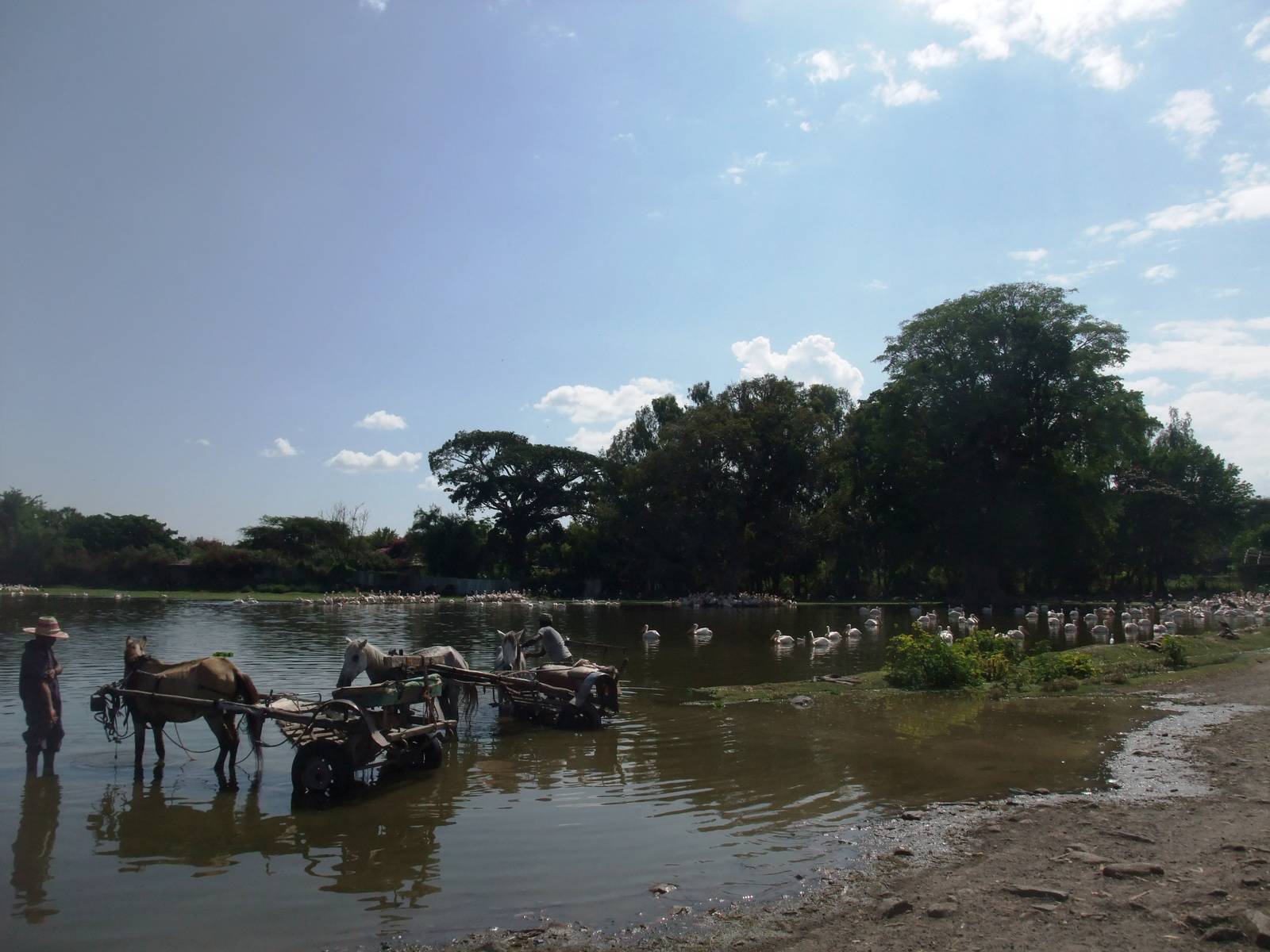 Waterbirds at the Fish Market at Ziway, 13/10/14