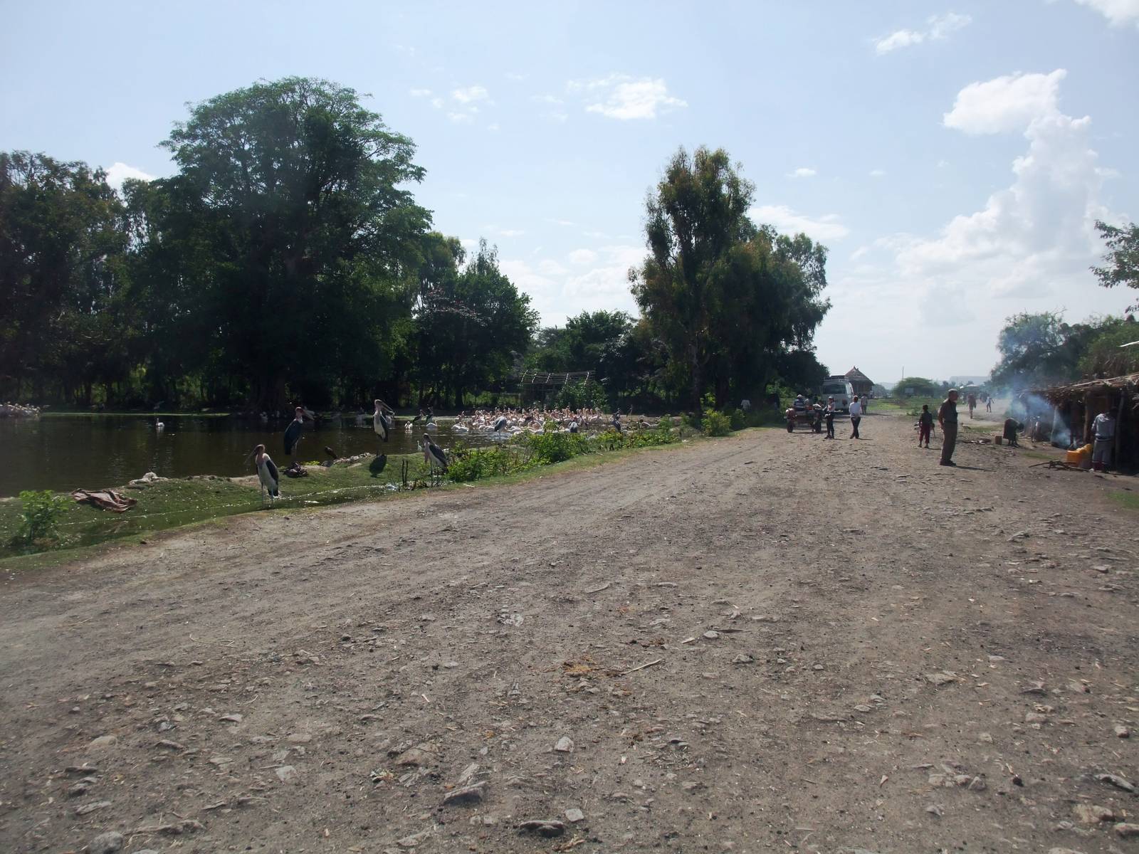 Waterbirds at the Fish Market at Ziway, 13/10/14