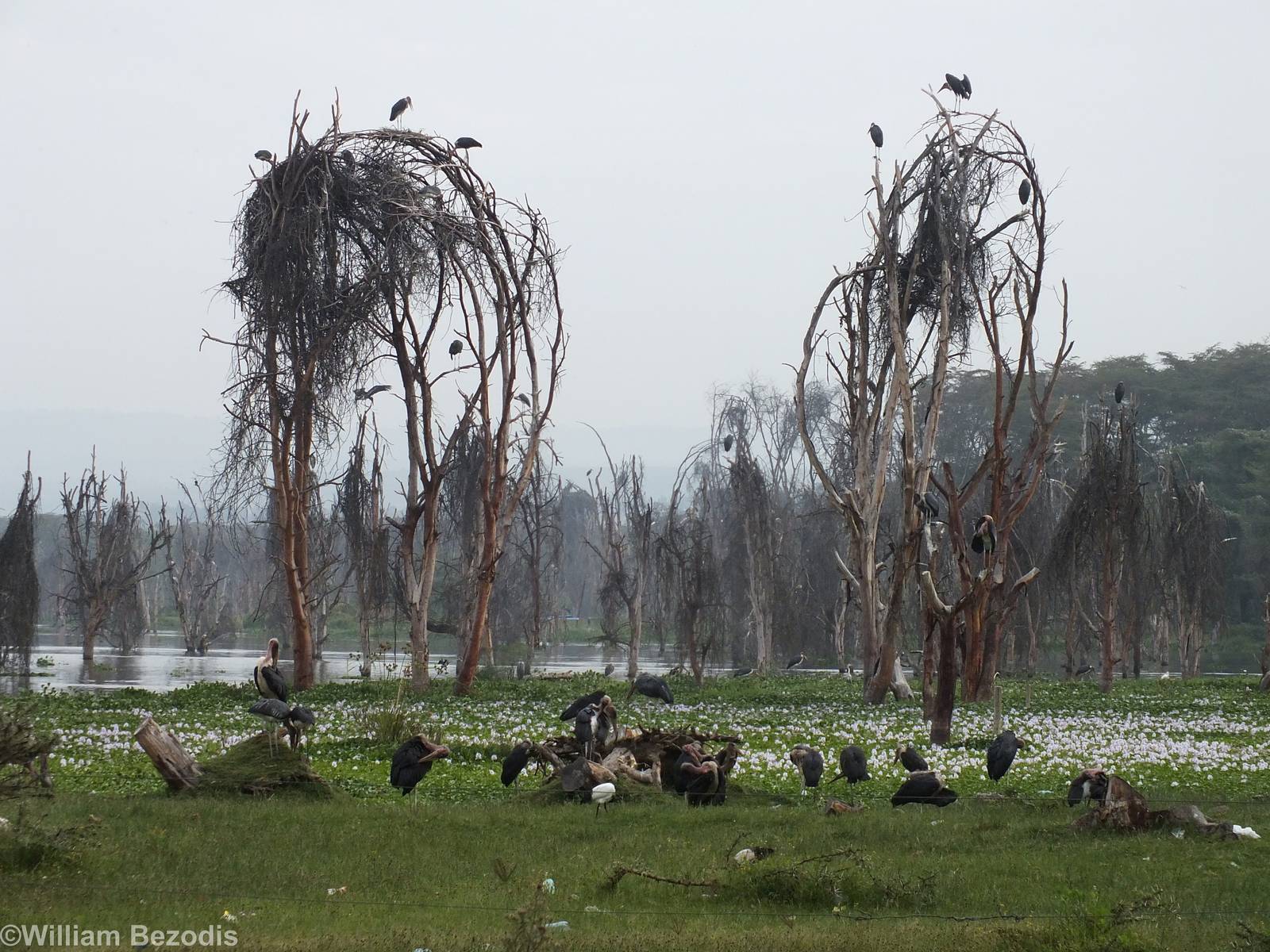 Waterbirds at the Shore - Lake Naivasha