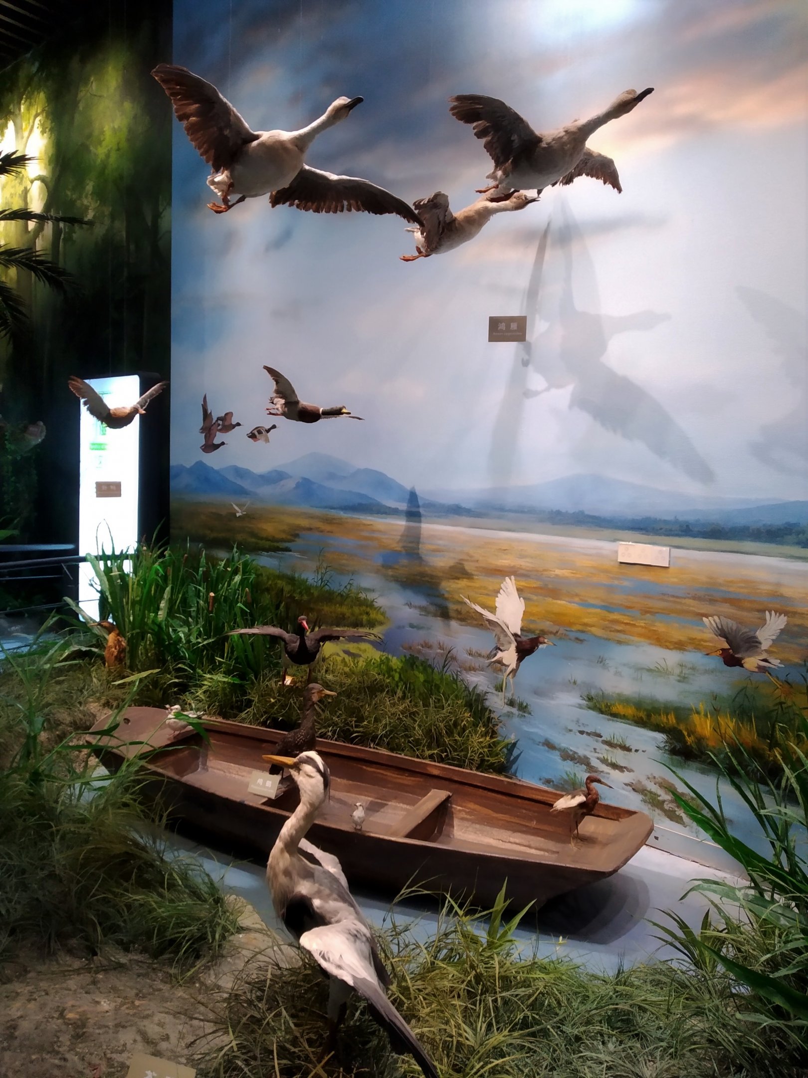 Waterbirds Diorama