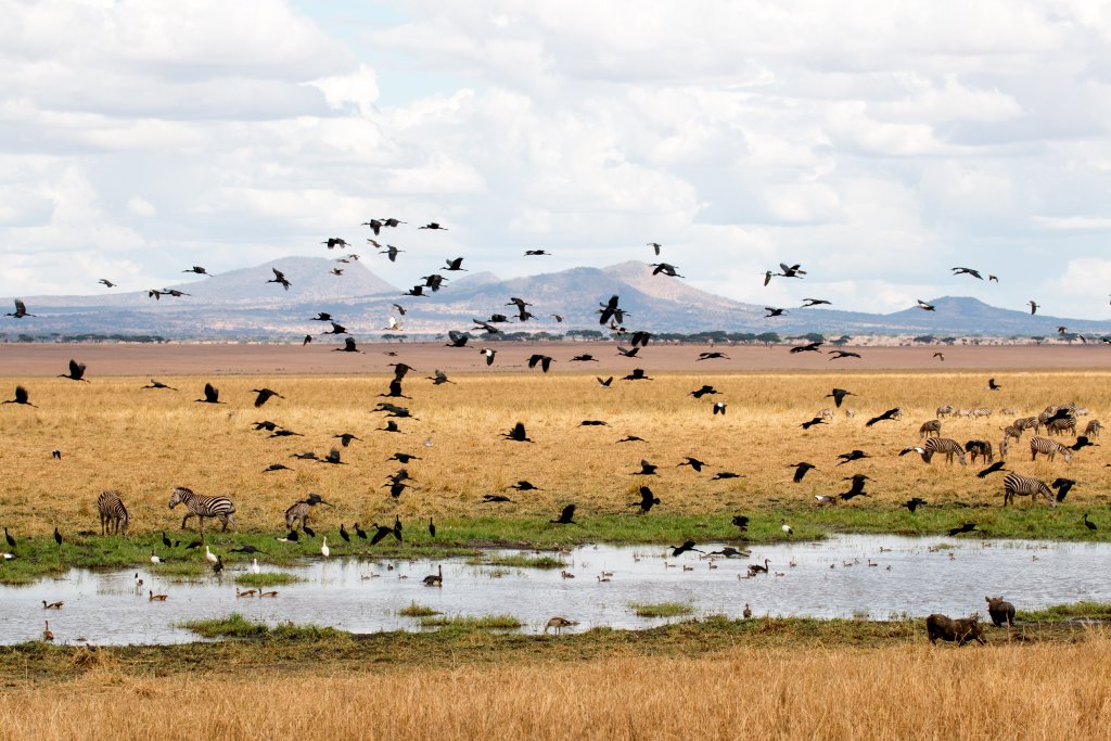 Waterbirds in flight at Silale Swamp