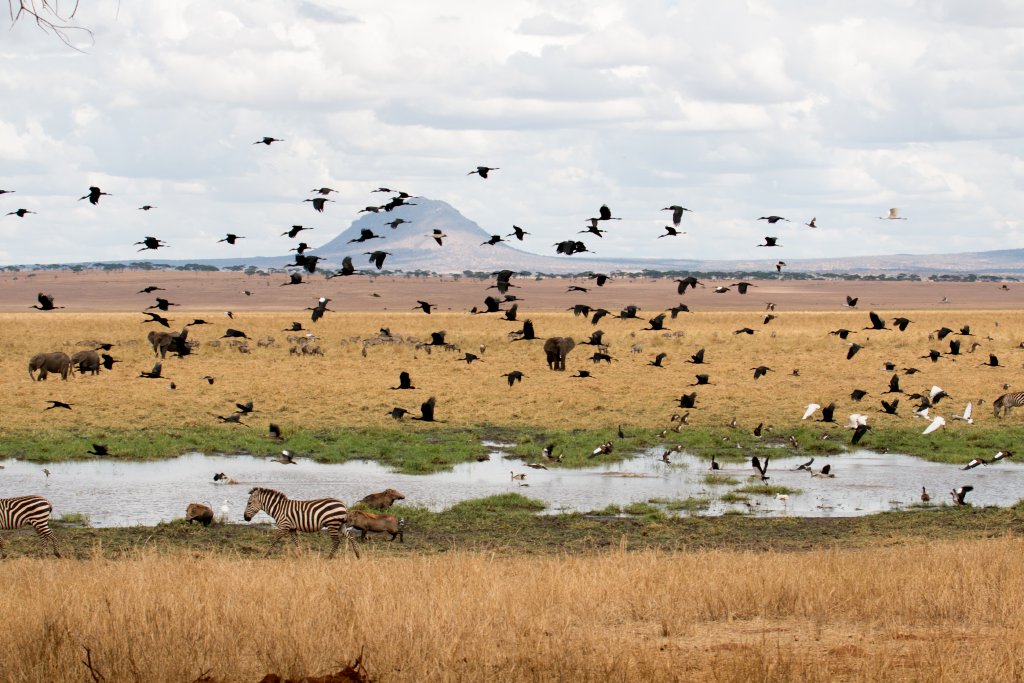 Waterbirds in flight at Silale Swamp