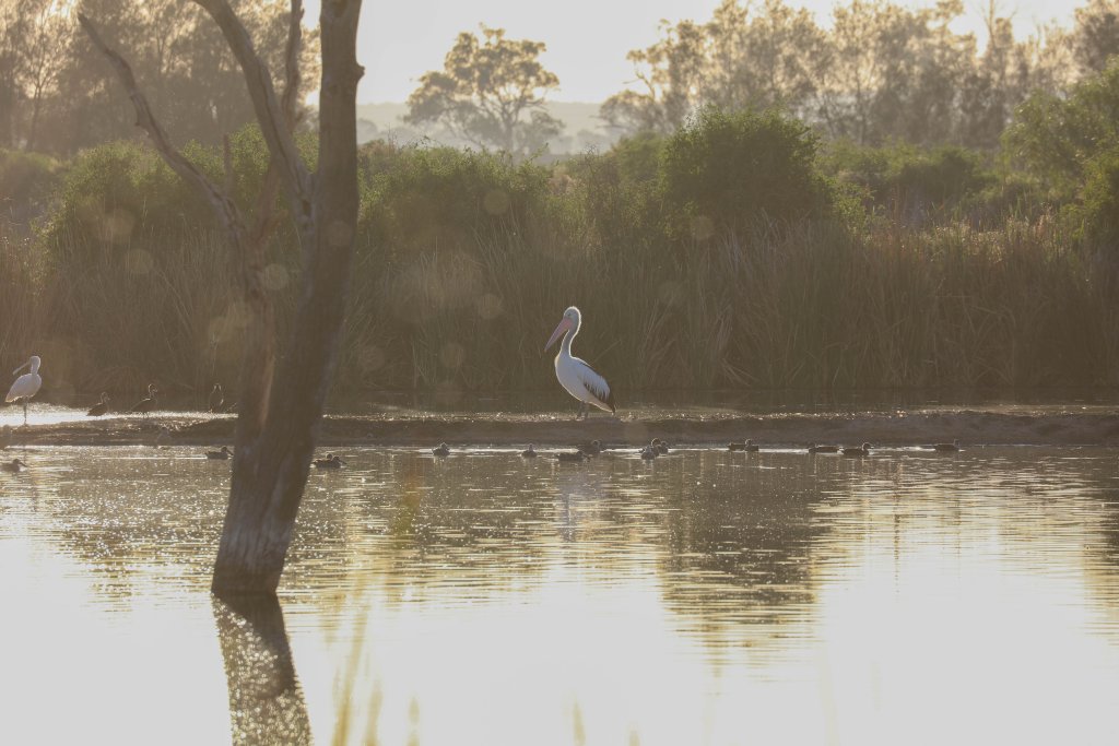 Waterbirds in the early morning