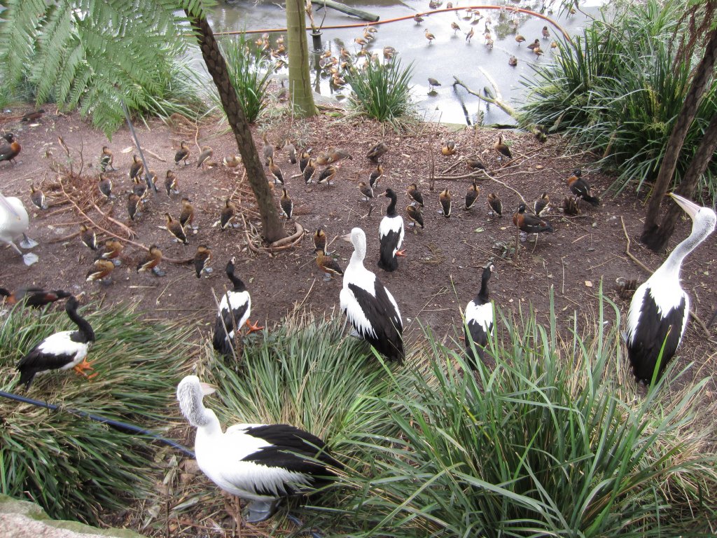 Waterbirds waiting for thir pond to be cleaned.