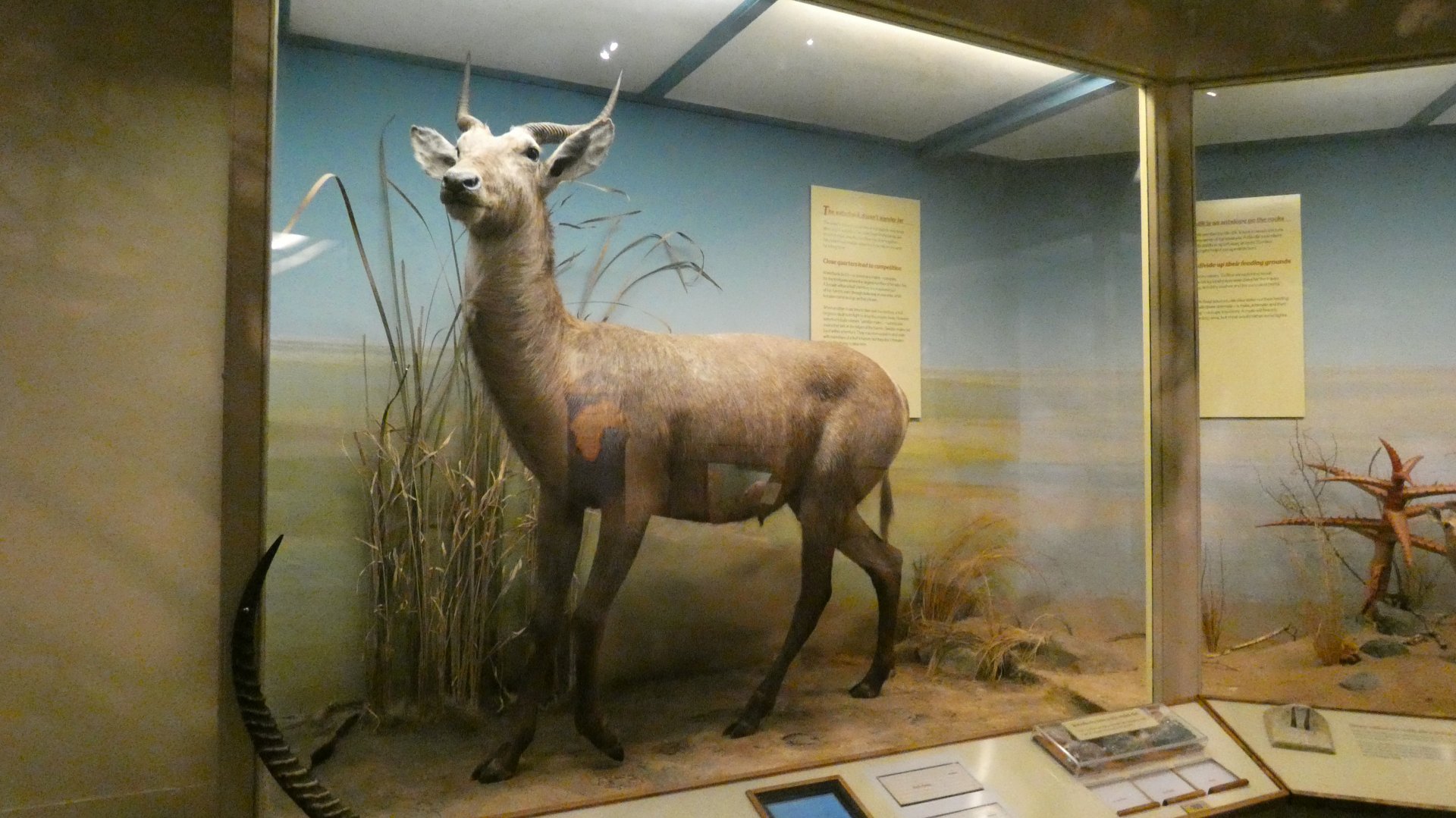 Waterbuck?, Africa - Feb. 2022