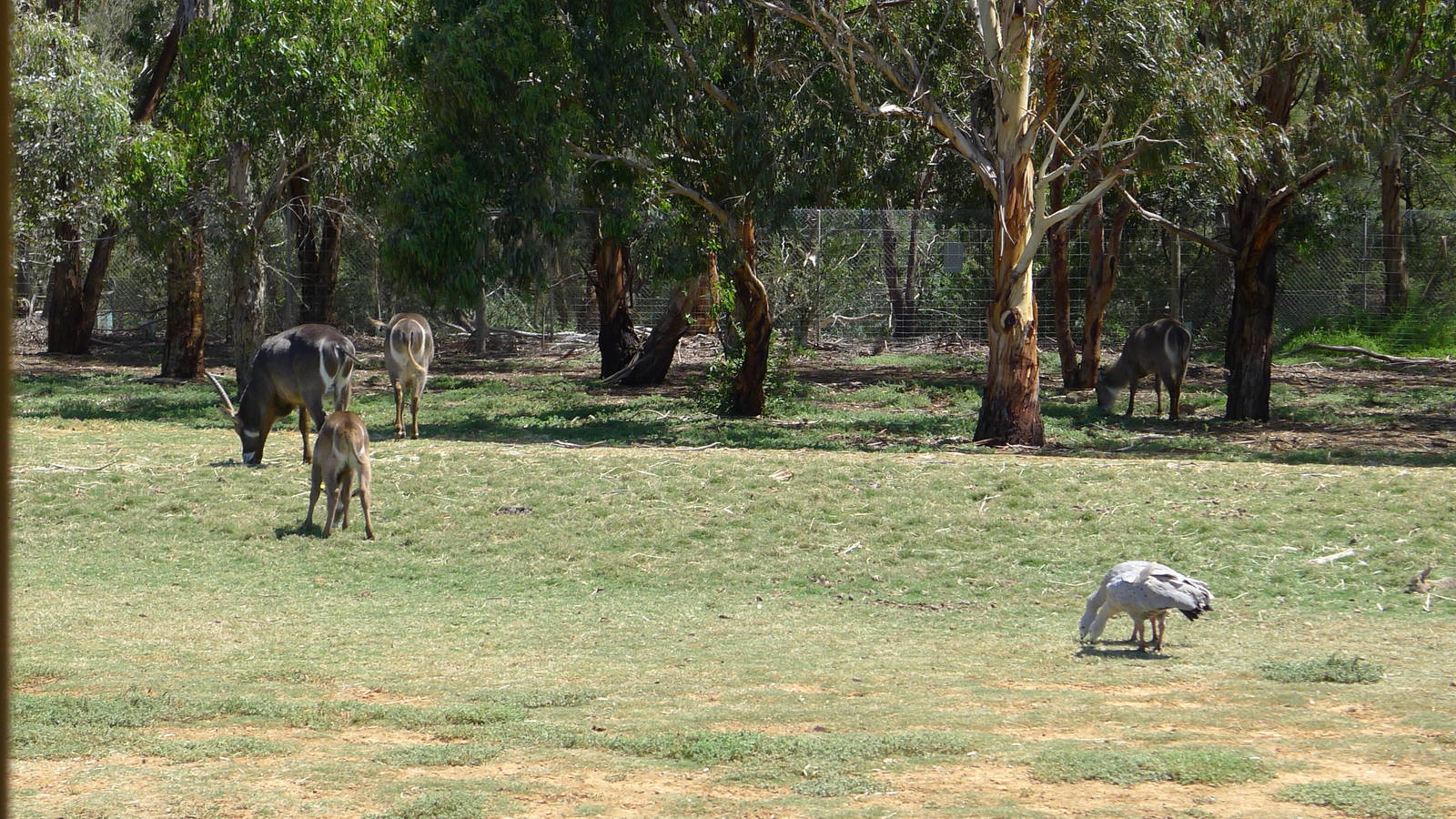 Waterbuck and Cape Barren Geese