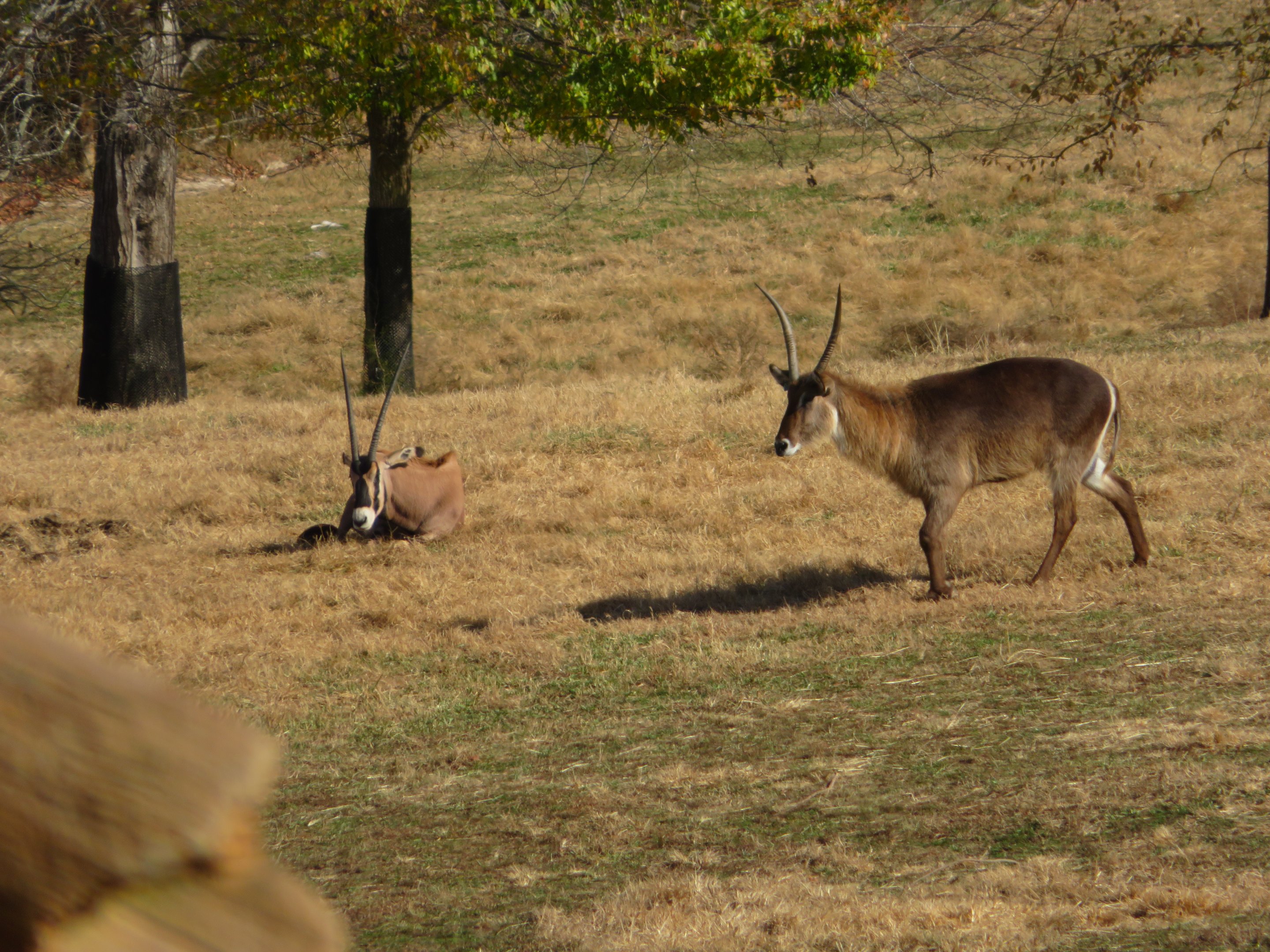Waterbuck and Fringe-eared Oryx