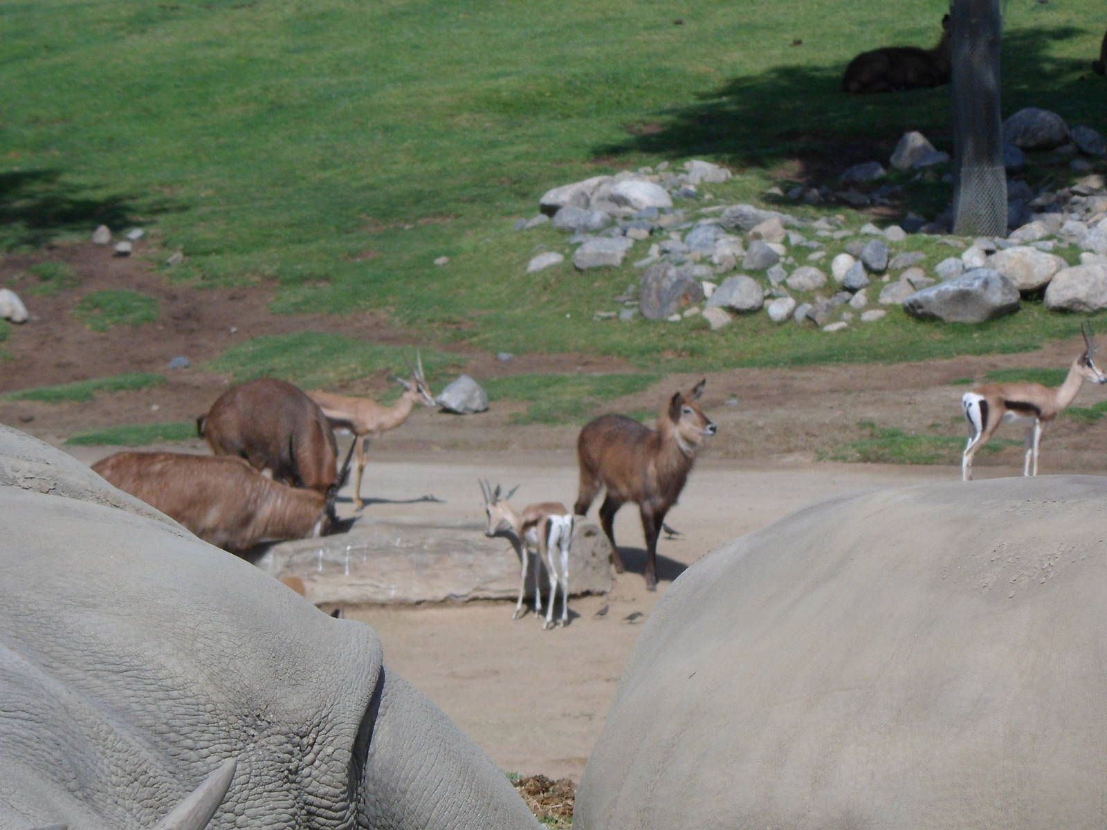 Waterbuck and Grant's Gazelle