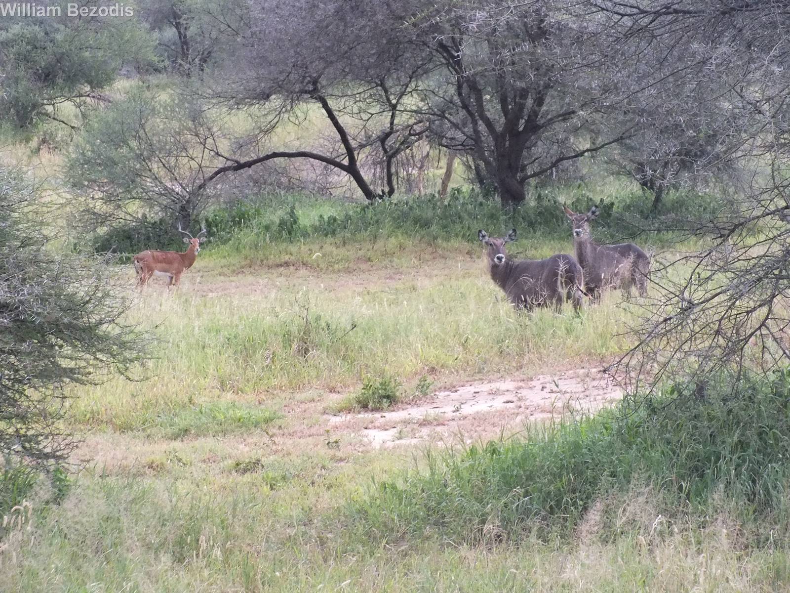 Waterbuck and Impala