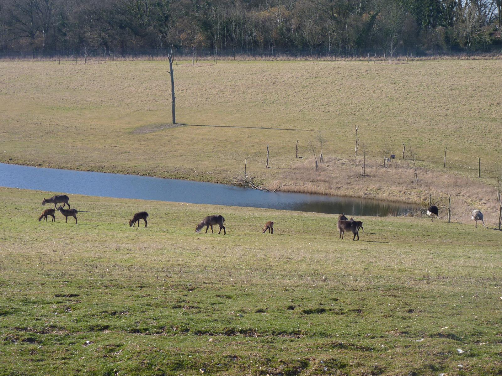 Waterbuck and Ostriches