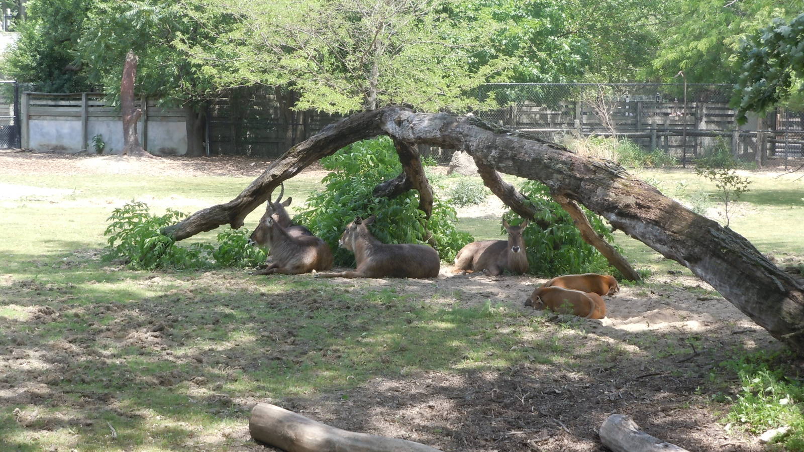 Waterbuck and Red River Hogs.