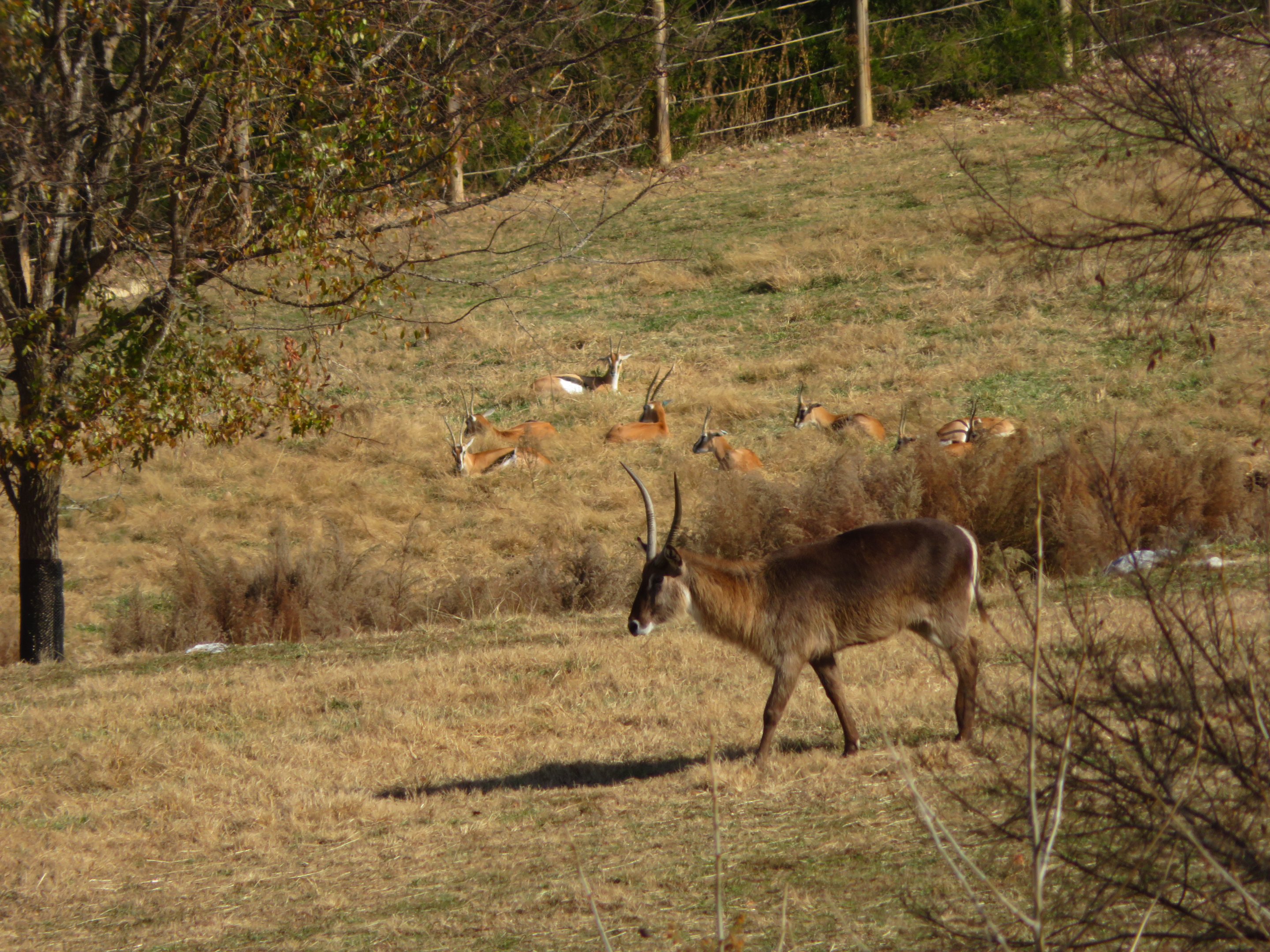 Waterbuck and Thomson's Gazelles