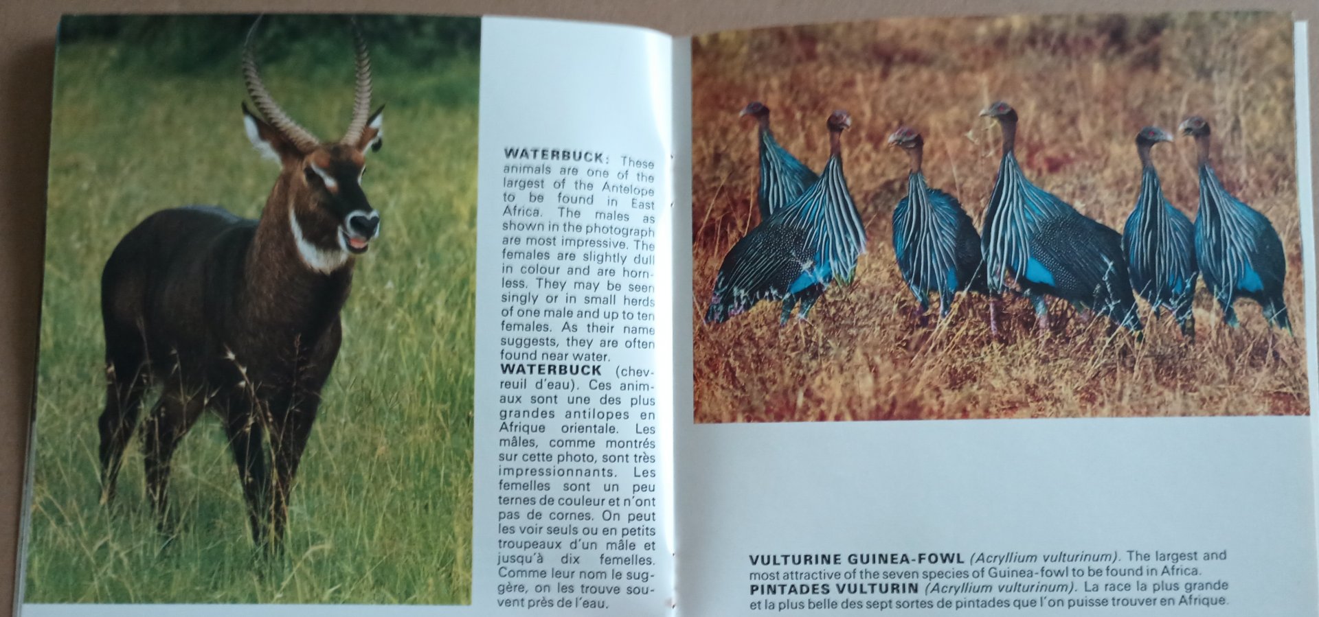 Waterbuck and Vulturine Guineafowl