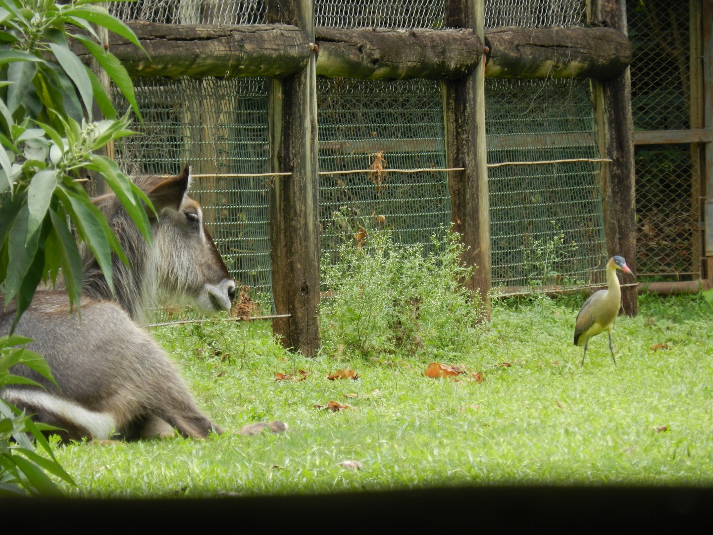 Waterbuck and whistling heron - Belo Horizonte zoo