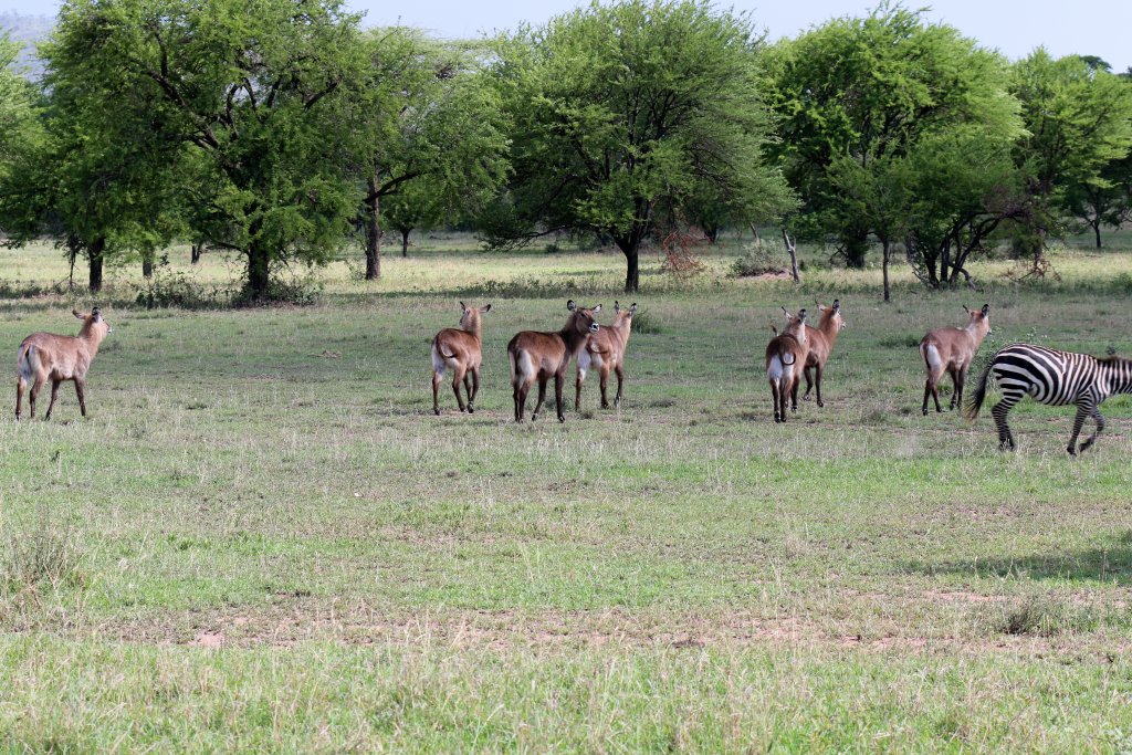 Waterbuck and Zebra
