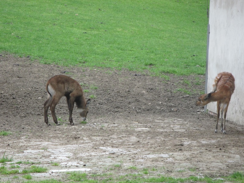 Waterbuck baby and sitatunga