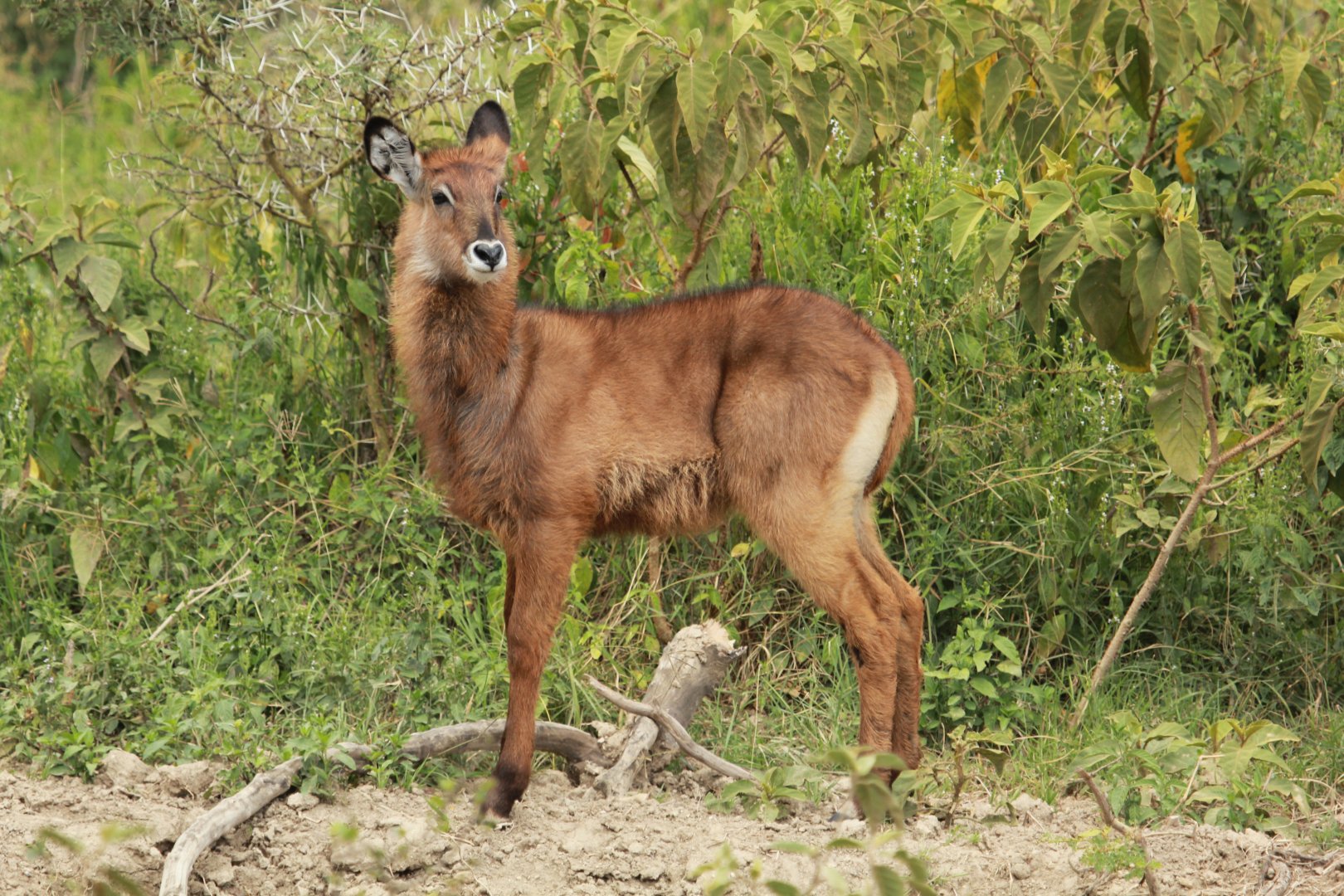 Waterbuck Baby - Lake Nakuru NP (September 2018)