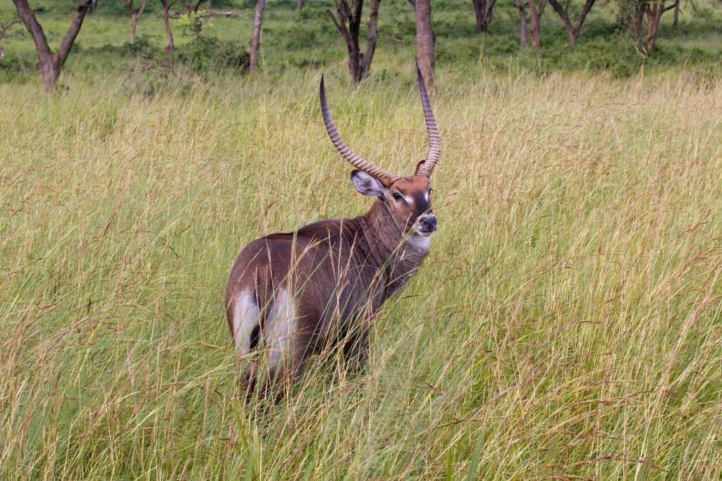 Waterbuck buck